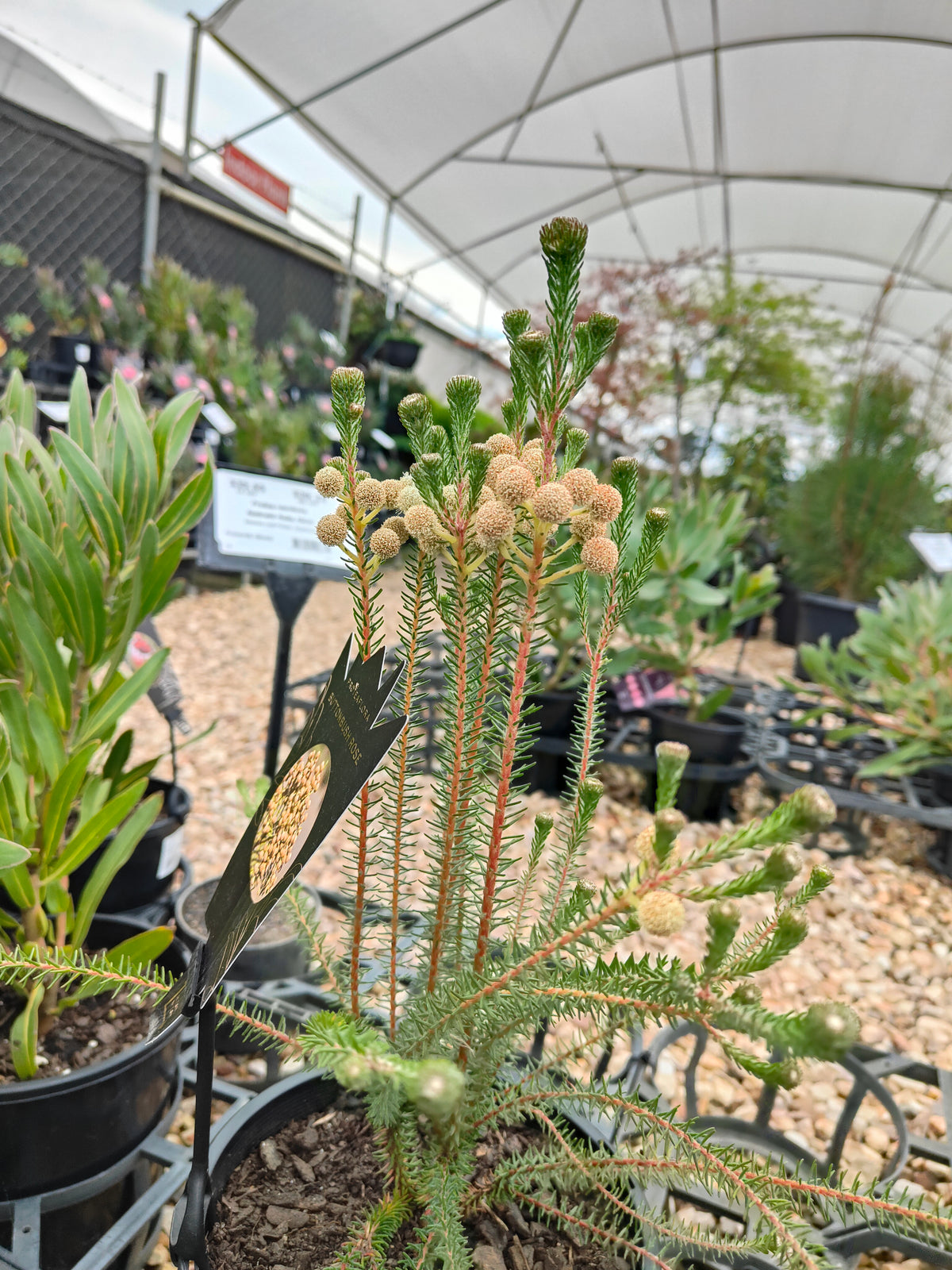 PL006 Buttonbush Rose, Button Bush,  Berzelia lanuginosa, 绒毛伯泽利亚 玫瑰色纽扣灌木, 17 cm pot
