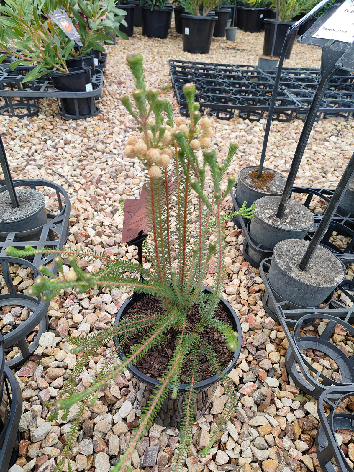 PL006 Buttonbush Rose, Button Bush,  Berzelia lanuginosa, 绒毛伯泽利亚 玫瑰色纽扣灌木, 17 cm pot