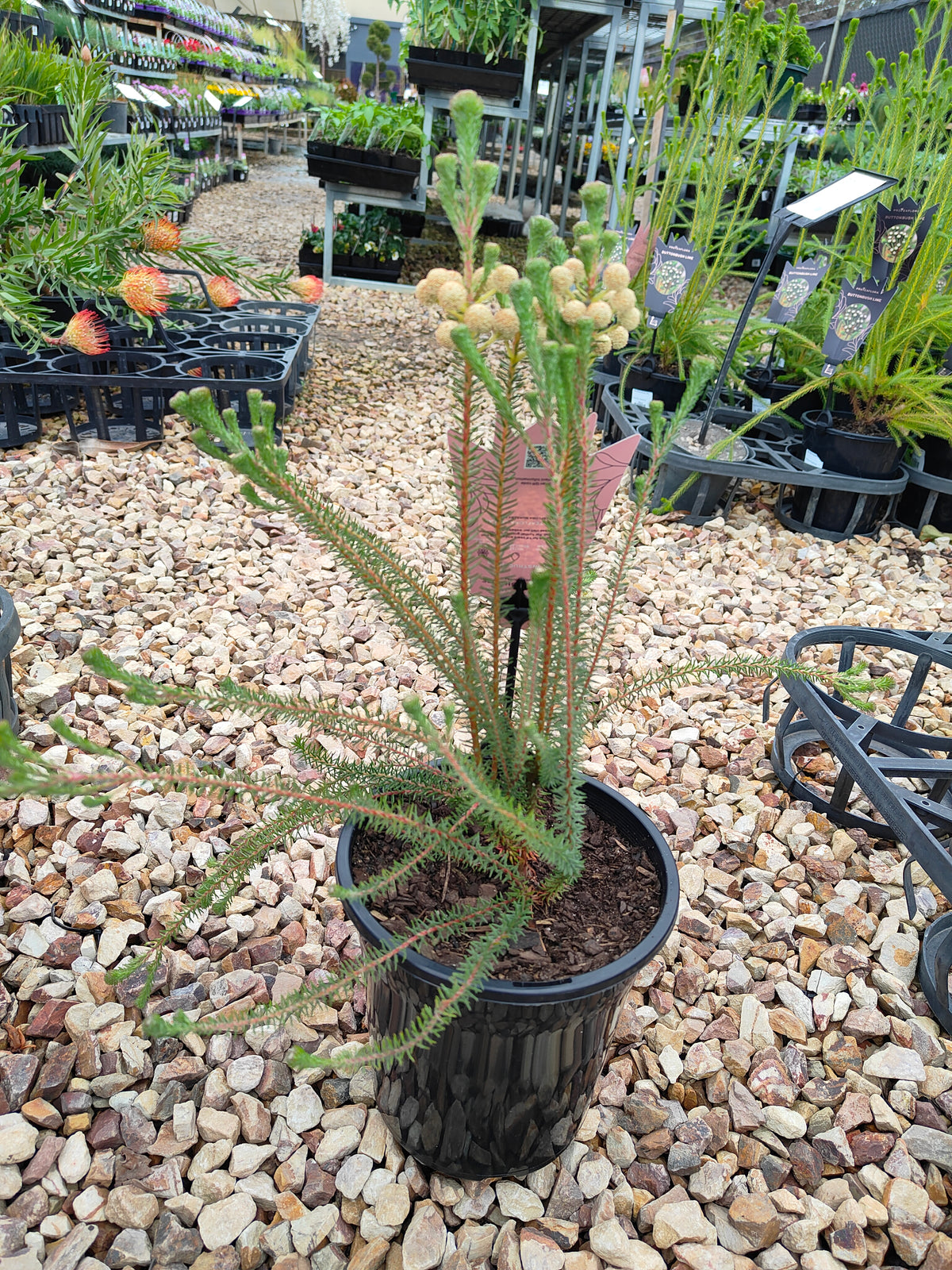 PL006 Buttonbush Rose, Button Bush,  Berzelia lanuginosa, 绒毛伯泽利亚 玫瑰色纽扣灌木, 17 cm pot