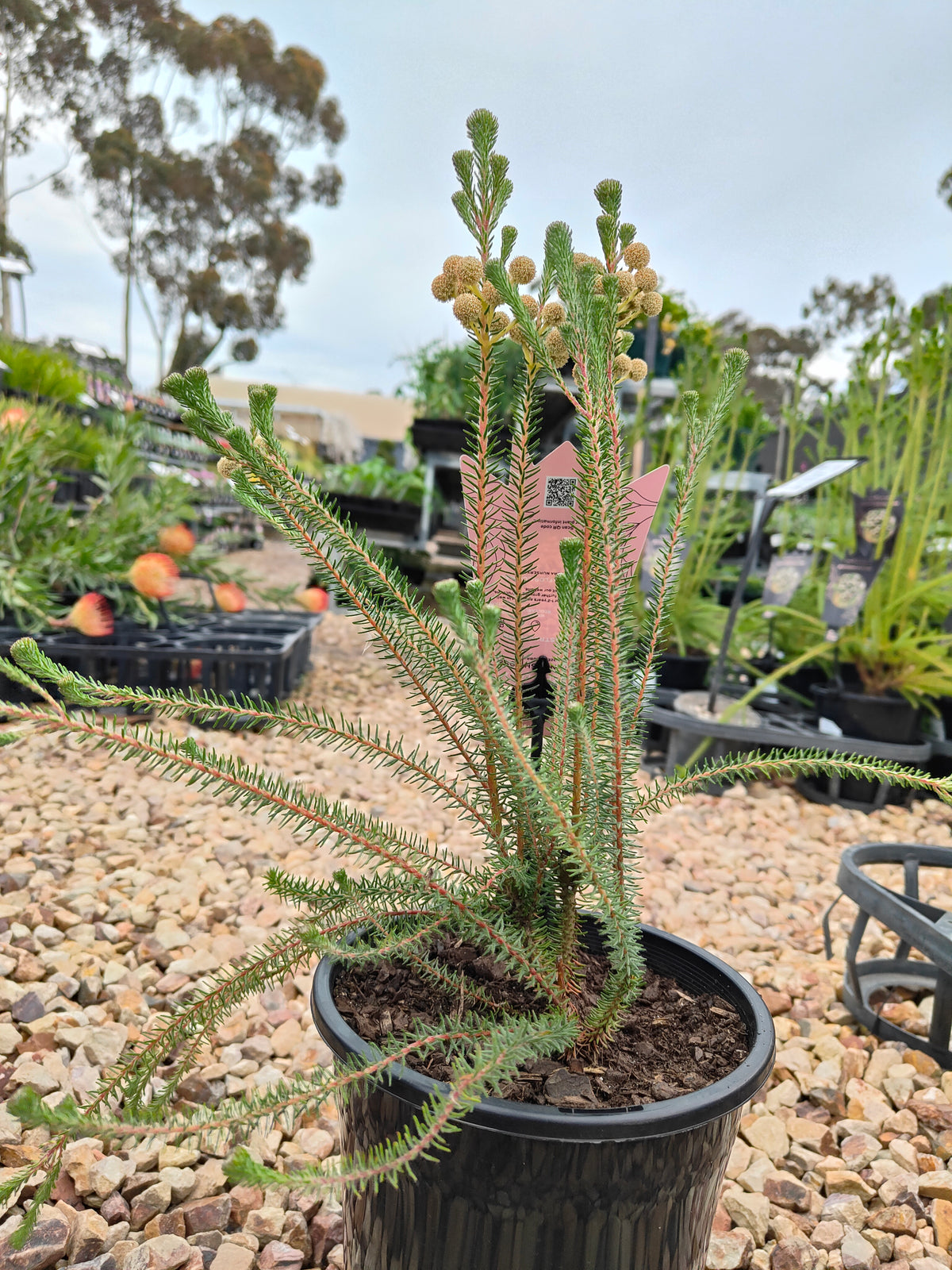 PL006 Buttonbush Rose, Button Bush,  Berzelia lanuginosa, 绒毛伯泽利亚 玫瑰色纽扣灌木, 17 cm pot