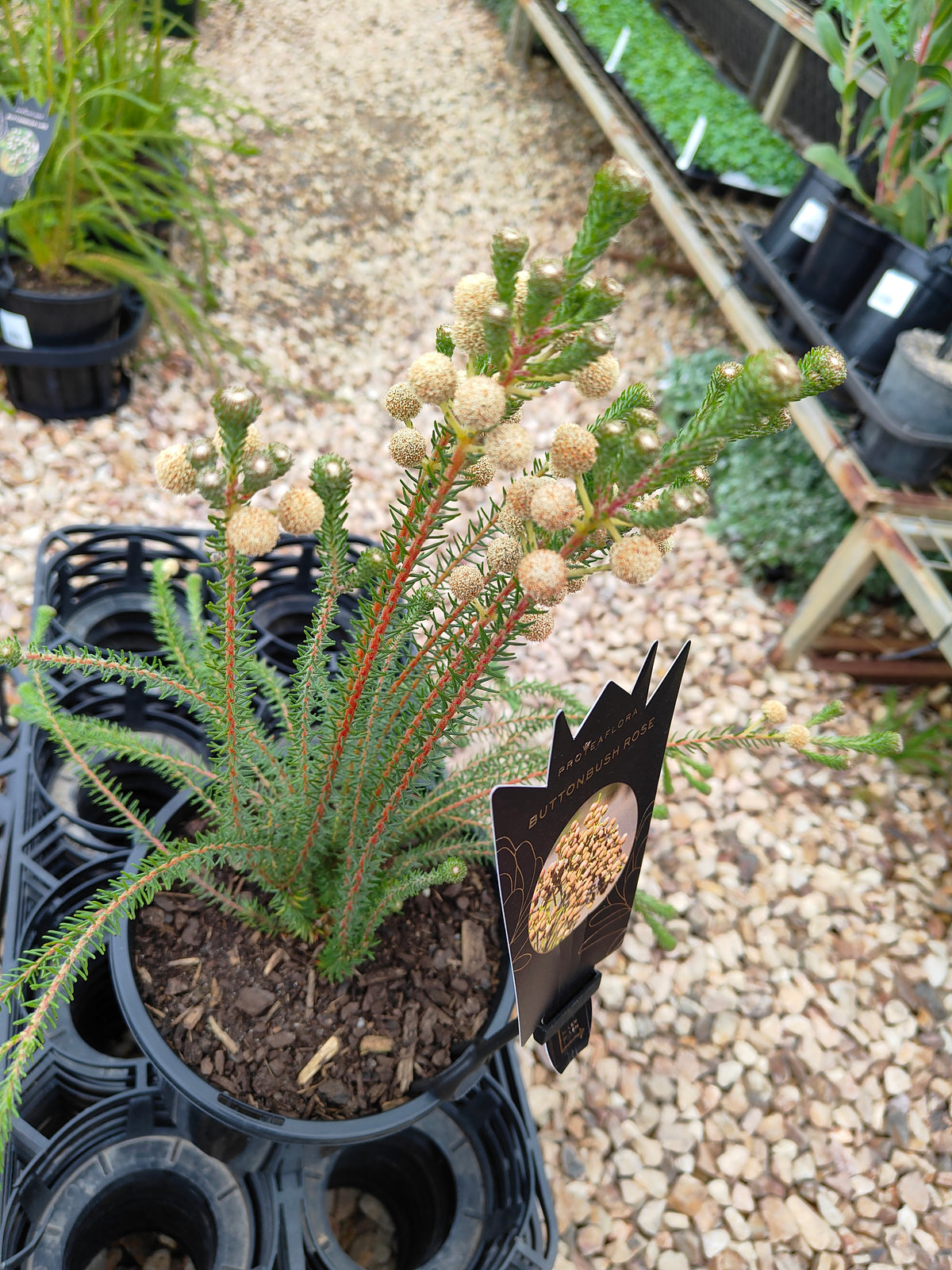 PL006 Buttonbush Rose, Button Bush,  Berzelia lanuginosa, 绒毛伯泽利亚 玫瑰色纽扣灌木, 17 cm pot