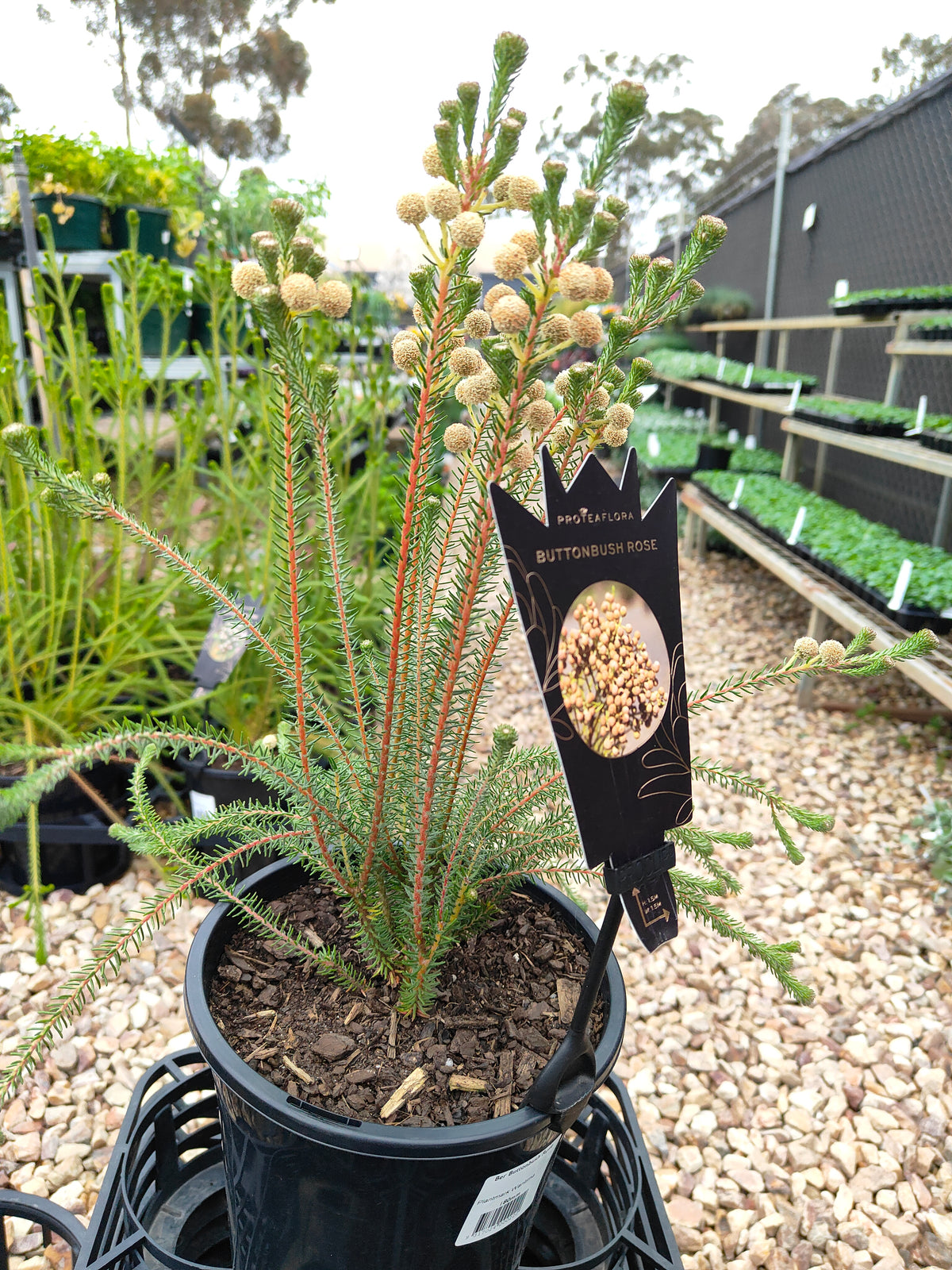 PL006 Buttonbush Rose, Button Bush,  Berzelia lanuginosa, 绒毛伯泽利亚 玫瑰色纽扣灌木, 17 cm pot