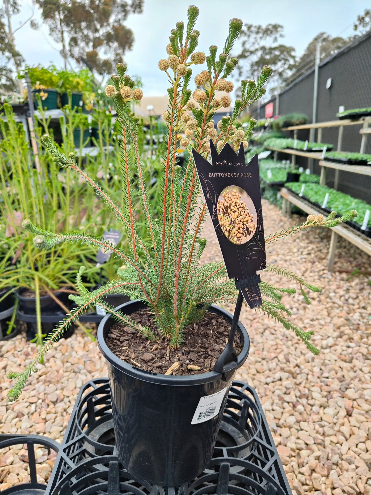 PL006 Buttonbush Rose, Button Bush,  Berzelia lanuginosa, 绒毛伯泽利亚 玫瑰色纽扣灌木, 17 cm pot
