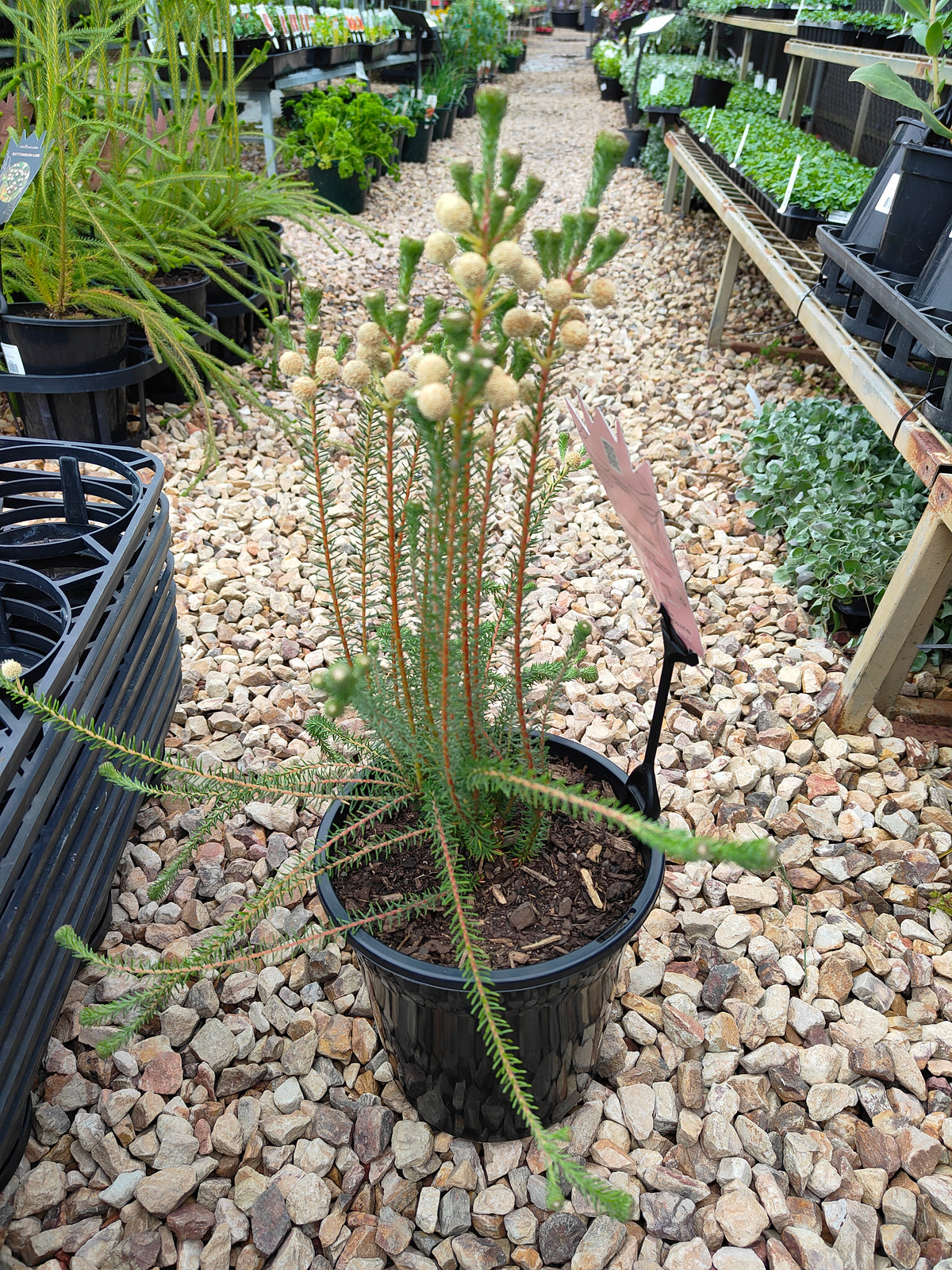 PL006 Buttonbush Rose, Button Bush,  Berzelia lanuginosa, 绒毛伯泽利亚 玫瑰色纽扣灌木, 17 cm pot