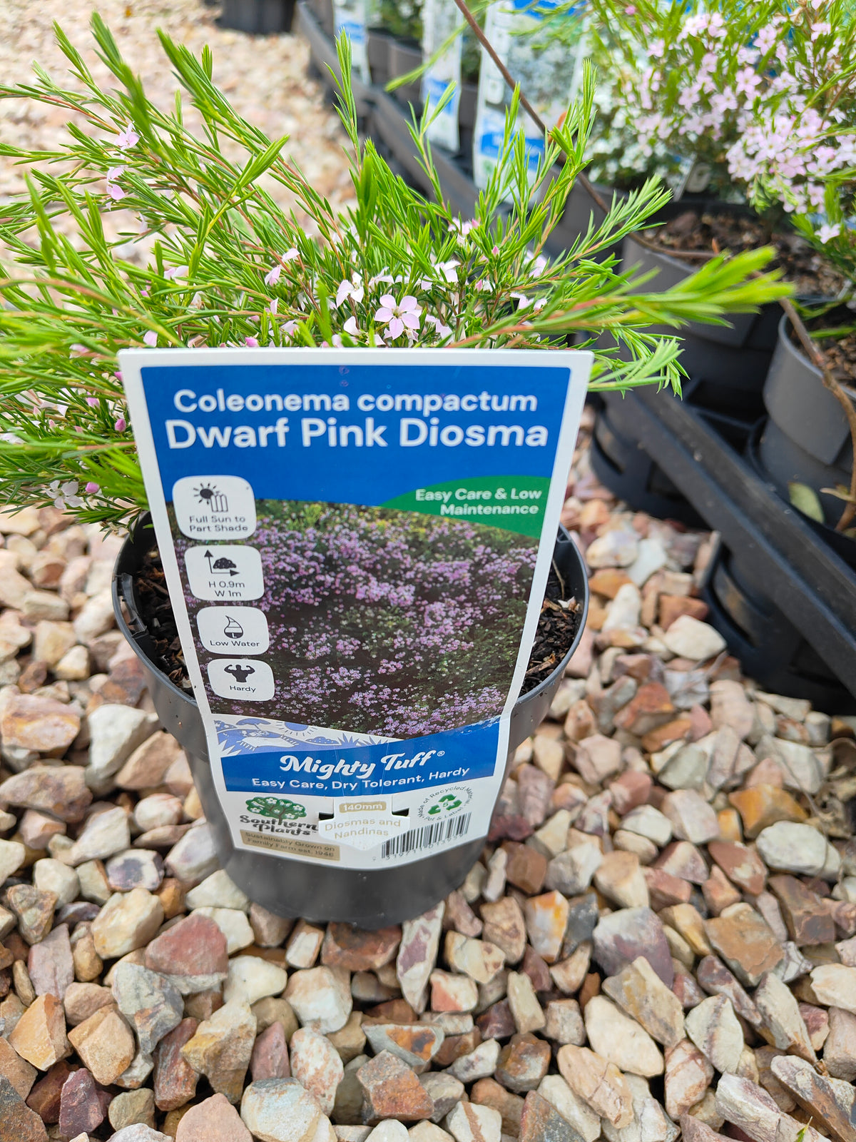 PL0014 Dwarf Diosma, Dwarf Breath of Heaven, Dwarf Confetti Bush, Coleonema pulchellum Compacta 紧凑型美丽柠檬香灌木, 矮生迪奥斯玛、矮生天堂之息、矮生彩纸灌木 Pot Sizes: 7 cm, 14 cm, 20 cm