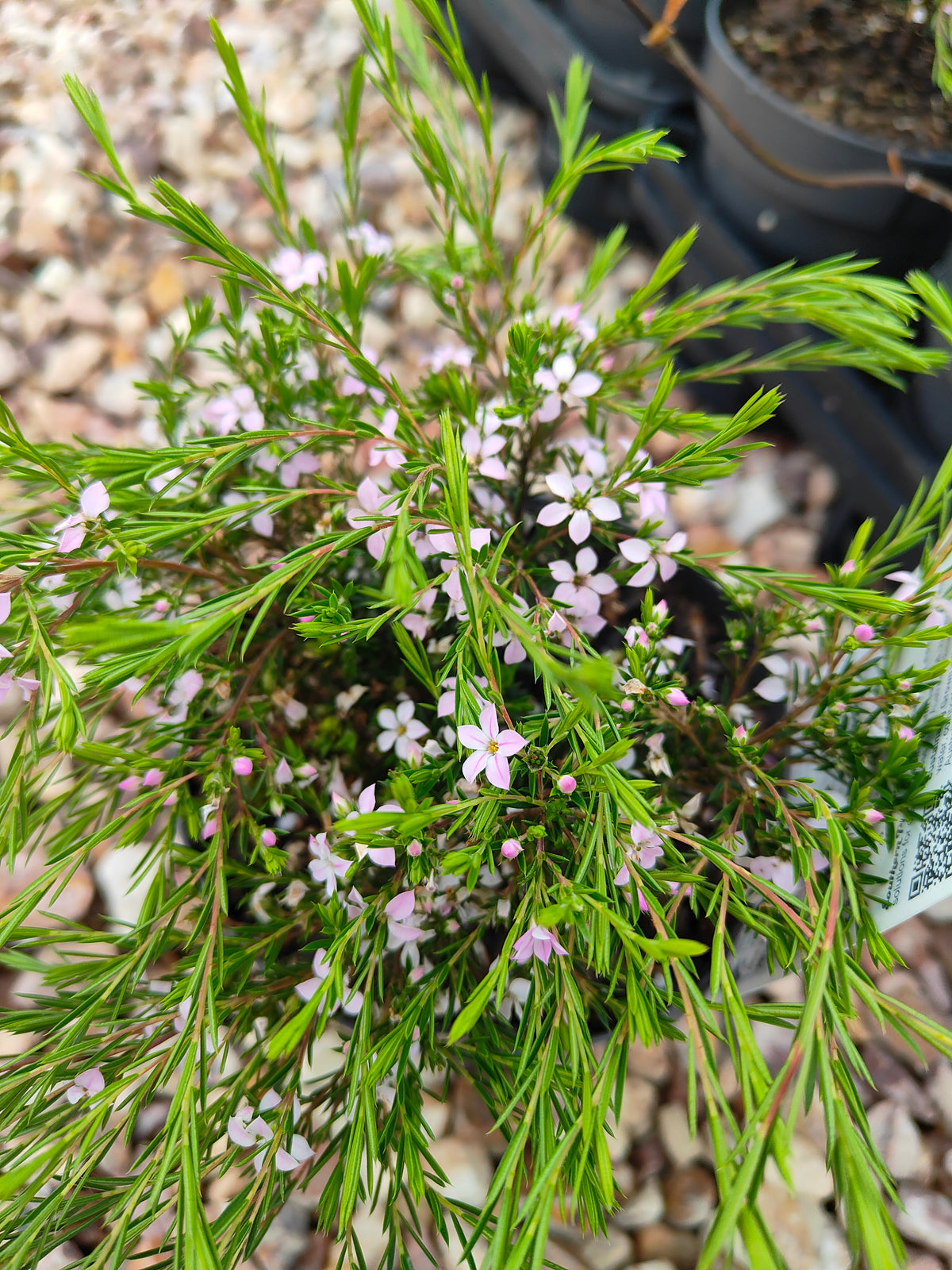 PL0014 Dwarf Diosma, Dwarf Breath of Heaven, Dwarf Confetti Bush, Coleonema pulchellum Compacta 紧凑型美丽柠檬香灌木, 矮生迪奥斯玛、矮生天堂之息、矮生彩纸灌木 Pot Sizes: 7 cm, 14 cm, 20 cm