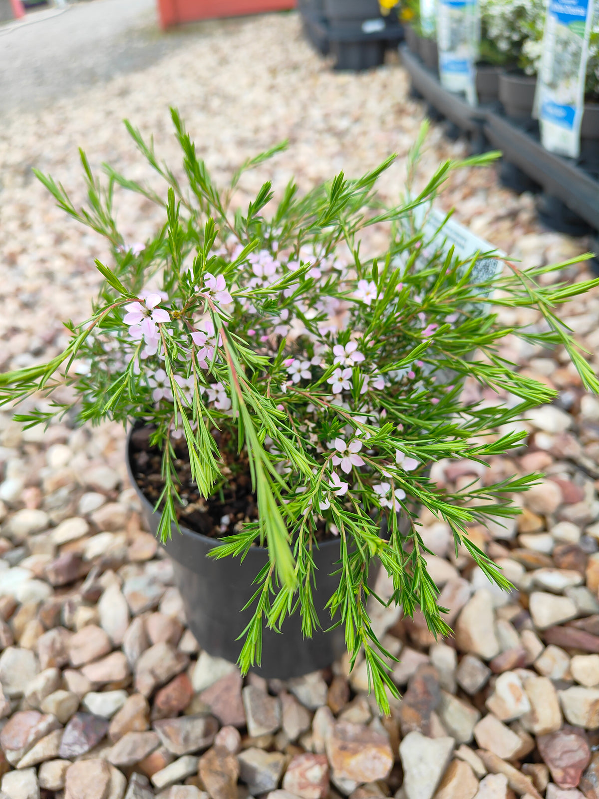 PL0014 Dwarf Diosma, Dwarf Breath of Heaven, Dwarf Confetti Bush, Coleonema pulchellum Compacta 紧凑型美丽柠檬香灌木, 矮生迪奥斯玛、矮生天堂之息、矮生彩纸灌木 Pot Sizes: 7 cm, 14 cm, 20 cm