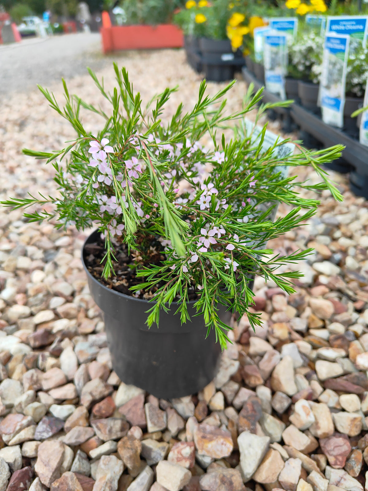 PL0014 Dwarf Diosma, Dwarf Breath of Heaven, Dwarf Confetti Bush, Coleonema pulchellum Compacta 紧凑型美丽柠檬香灌木, 矮生迪奥斯玛、矮生天堂之息、矮生彩纸灌木 Pot Sizes: 7 cm, 14 cm, 20 cm