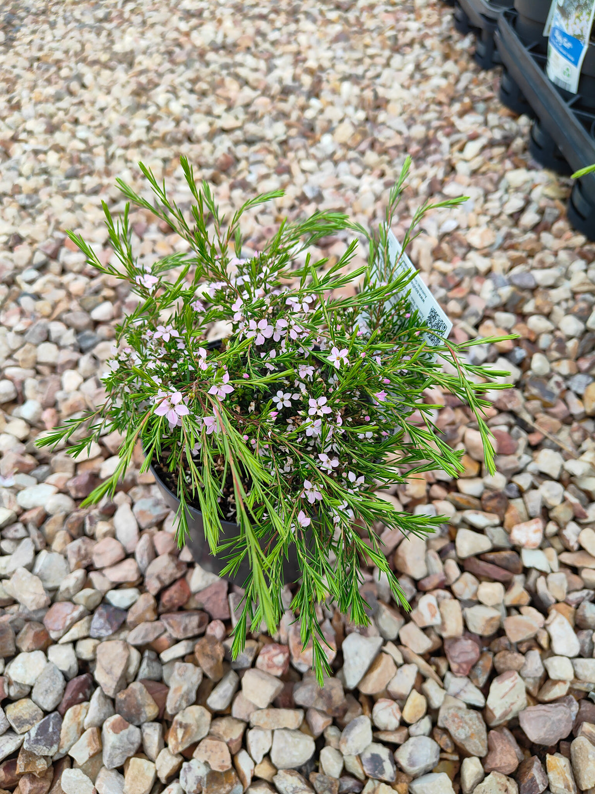 PL0014 Dwarf Diosma, Dwarf Breath of Heaven, Dwarf Confetti Bush, Coleonema pulchellum Compacta 紧凑型美丽柠檬香灌木, 矮生迪奥斯玛、矮生天堂之息、矮生彩纸灌木 Pot Sizes: 7 cm, 14 cm, 20 cm