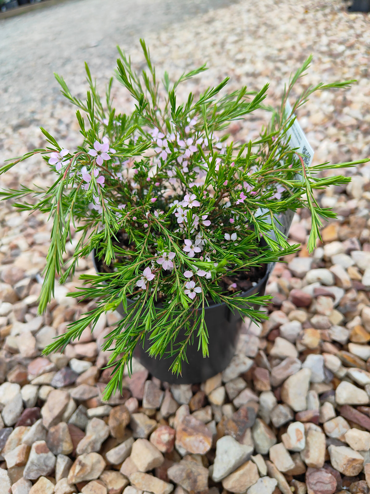PL0014 Dwarf Diosma, Dwarf Breath of Heaven, Dwarf Confetti Bush, Coleonema pulchellum Compacta 紧凑型美丽柠檬香灌木, 矮生迪奥斯玛、矮生天堂之息、矮生彩纸灌木 Pot Sizes: 7 cm, 14 cm, 20 cm