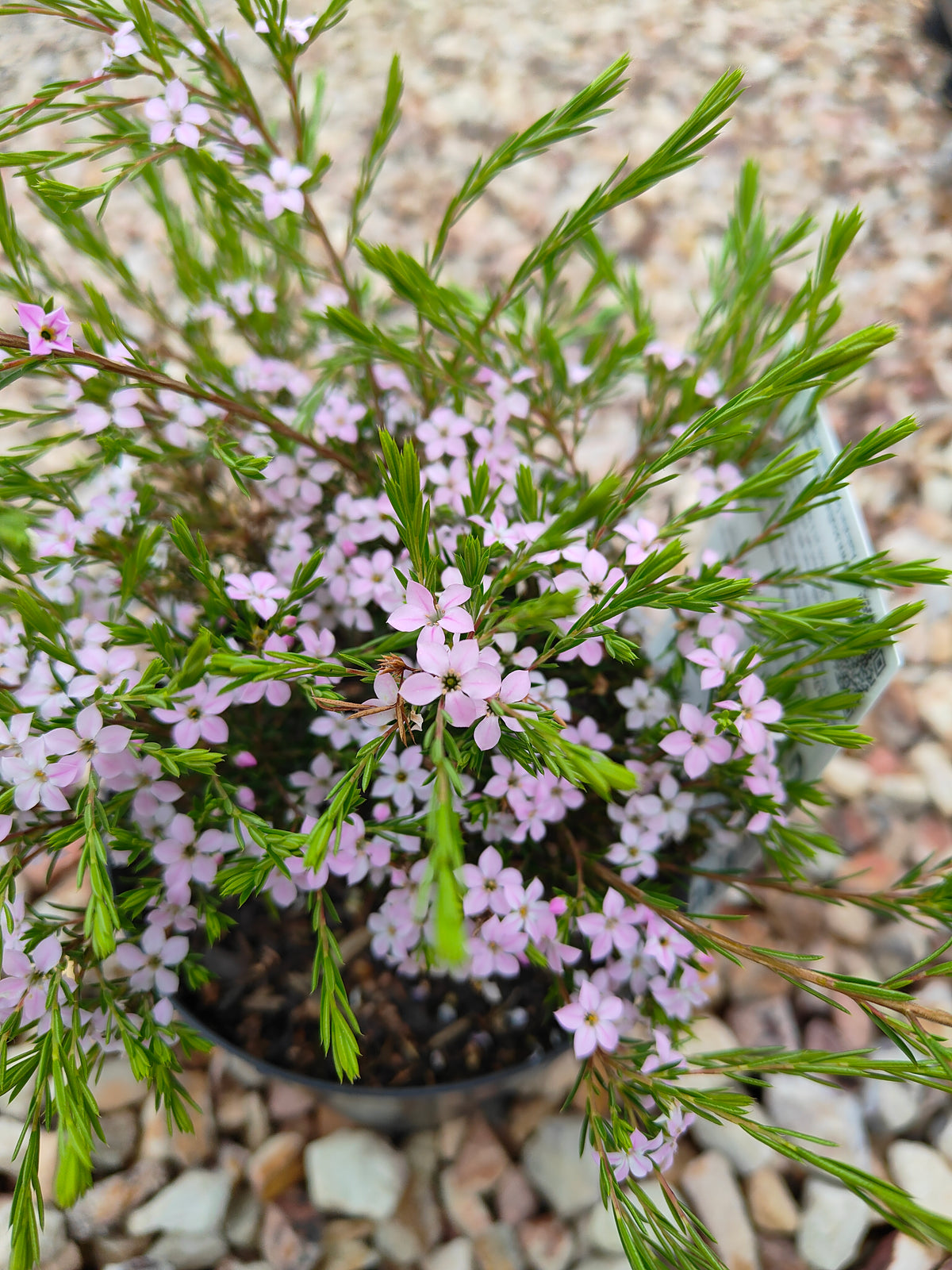 PL0014 Dwarf Diosma, Dwarf Breath of Heaven, Dwarf Confetti Bush, Coleonema pulchellum Compacta 紧凑型美丽柠檬香灌木, 矮生迪奥斯玛、矮生天堂之息、矮生彩纸灌木 Pot Sizes: 7 cm, 14 cm, 20 cm