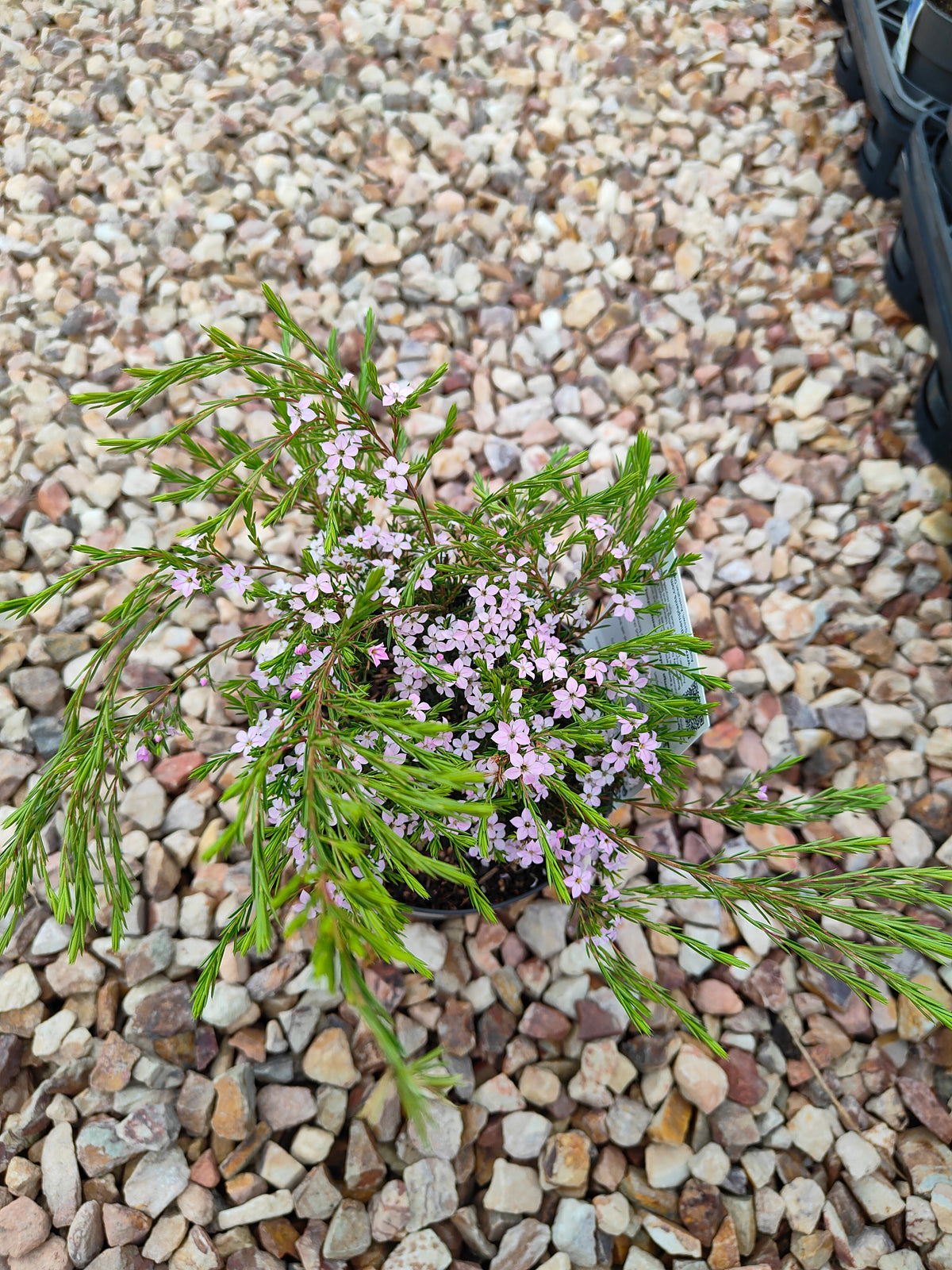 PL0014 Dwarf Diosma, Dwarf Breath of Heaven, Dwarf Confetti Bush, Coleonema pulchellum Compacta 紧凑型美丽柠檬香灌木, 矮生迪奥斯玛、矮生天堂之息、矮生彩纸灌木 Pot Sizes: 7 cm, 14 cm, 20 cm