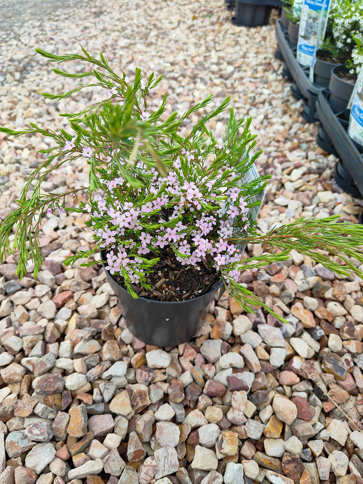 PL0014 Dwarf Diosma, Dwarf Breath of Heaven, Dwarf Confetti Bush, Coleonema pulchellum Compacta 紧凑型美丽柠檬香灌木, 矮生迪奥斯玛、矮生天堂之息、矮生彩纸灌木 Pot Sizes: 7 cm, 14 cm, 20 cm