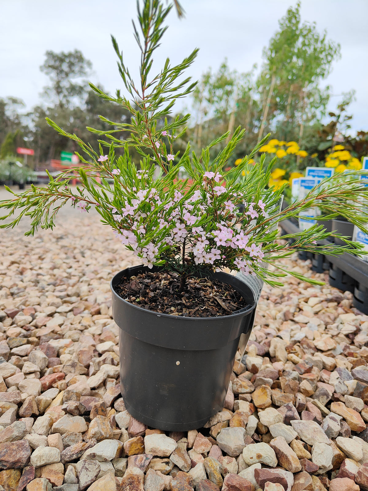 PL0014 Dwarf Diosma, Dwarf Breath of Heaven, Dwarf Confetti Bush, Coleonema pulchellum Compacta 紧凑型美丽柠檬香灌木, 矮生迪奥斯玛、矮生天堂之息、矮生彩纸灌木 Pot Sizes: 7 cm, 14 cm, 20 cm