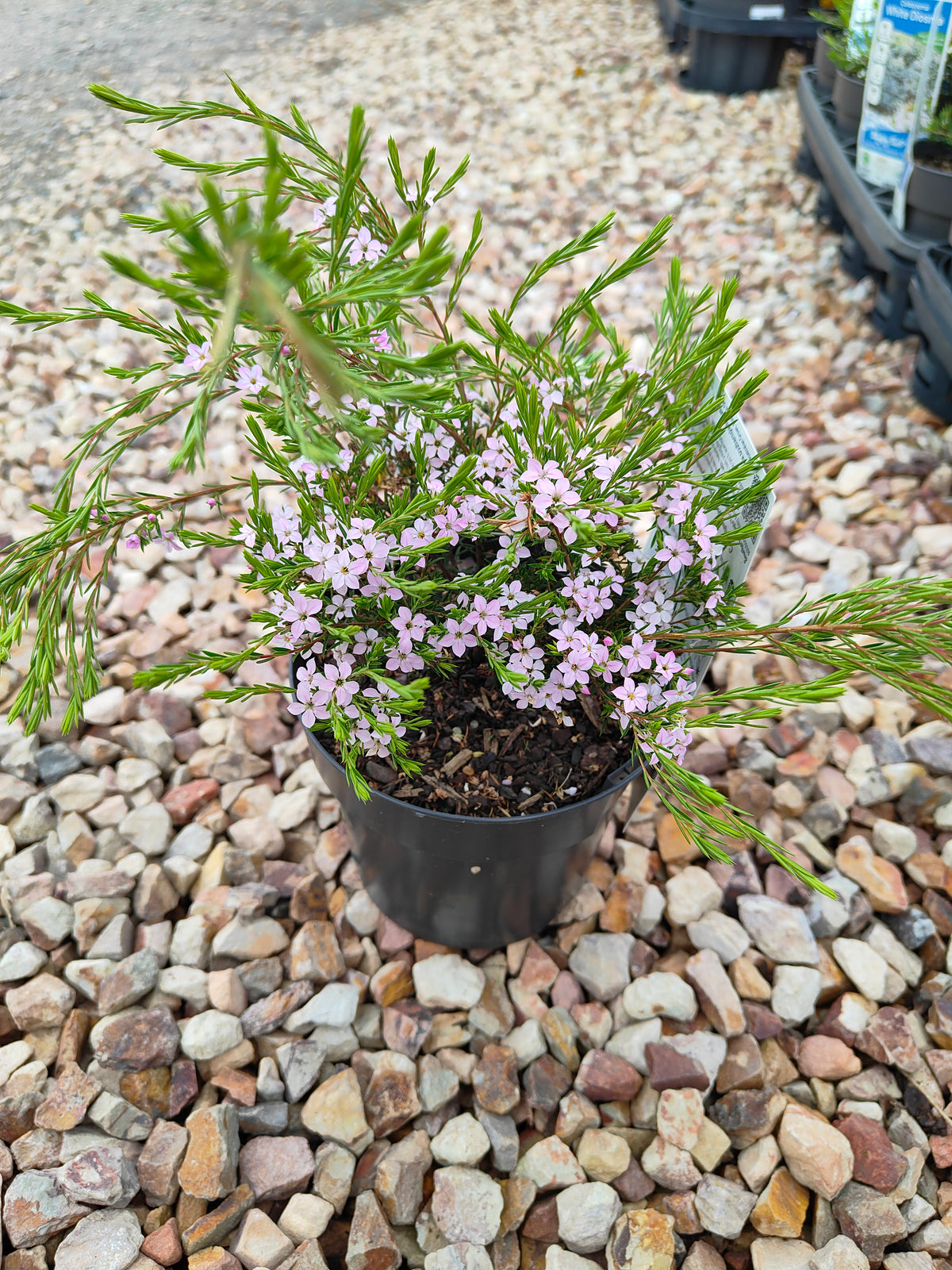 PL0014 Dwarf Diosma, Dwarf Breath of Heaven, Dwarf Confetti Bush, Coleonema pulchellum Compacta 紧凑型美丽柠檬香灌木, 矮生迪奥斯玛、矮生天堂之息、矮生彩纸灌木 Pot Sizes: 7 cm, 14 cm, 20 cm