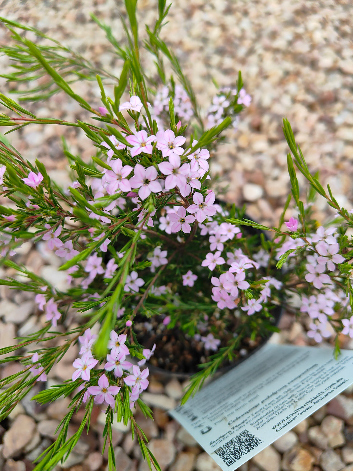 PL0014 Dwarf Diosma, Dwarf Breath of Heaven, Dwarf Confetti Bush, Coleonema pulchellum Compacta 紧凑型美丽柠檬香灌木, 矮生迪奥斯玛、矮生天堂之息、矮生彩纸灌木 Pot Sizes: 7 cm, 14 cm, 20 cm