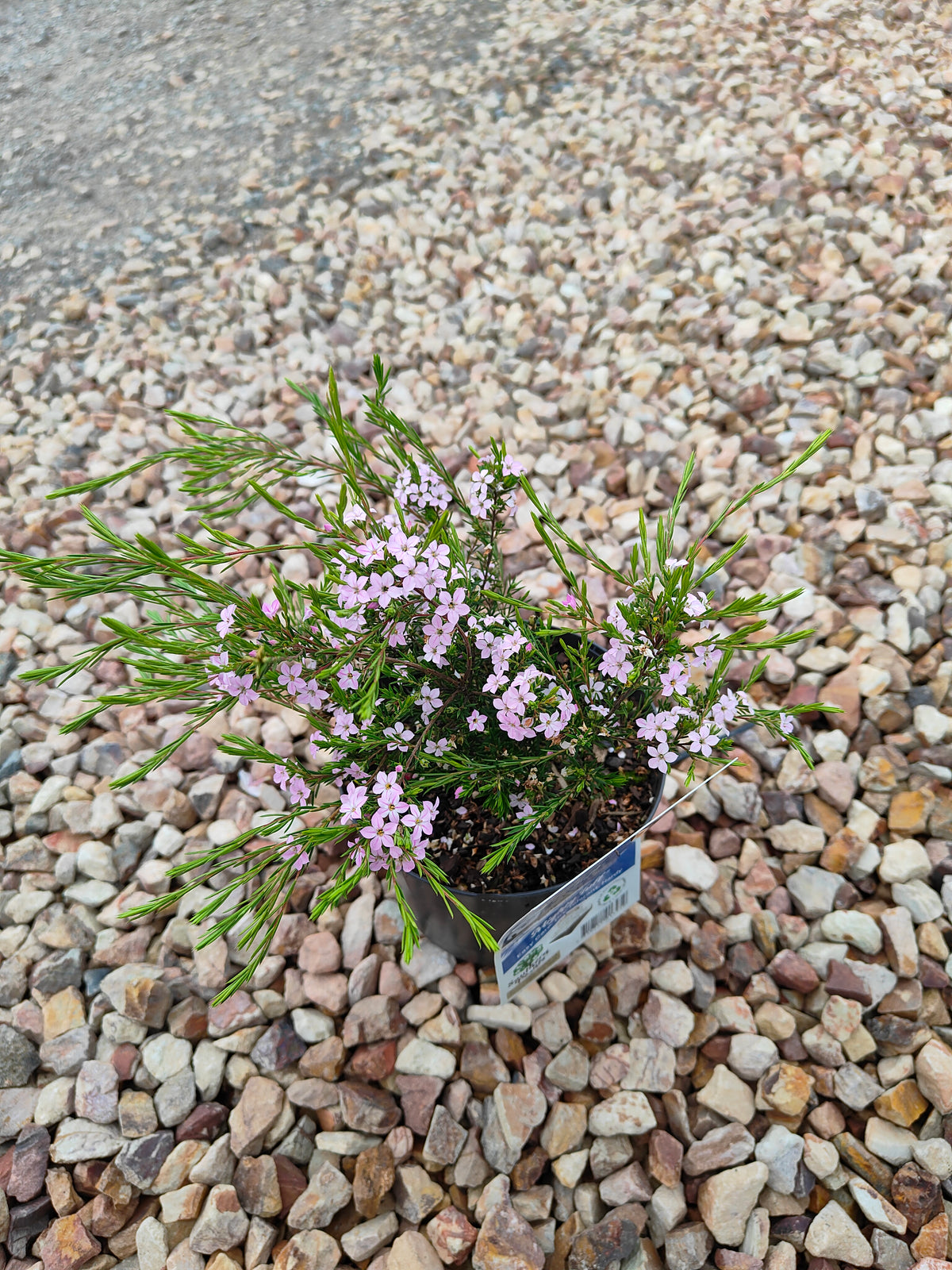 PL0014 Dwarf Diosma, Dwarf Breath of Heaven, Dwarf Confetti Bush, Coleonema pulchellum Compacta 紧凑型美丽柠檬香灌木, 矮生迪奥斯玛、矮生天堂之息、矮生彩纸灌木 Pot Sizes: 7 cm, 14 cm, 20 cm