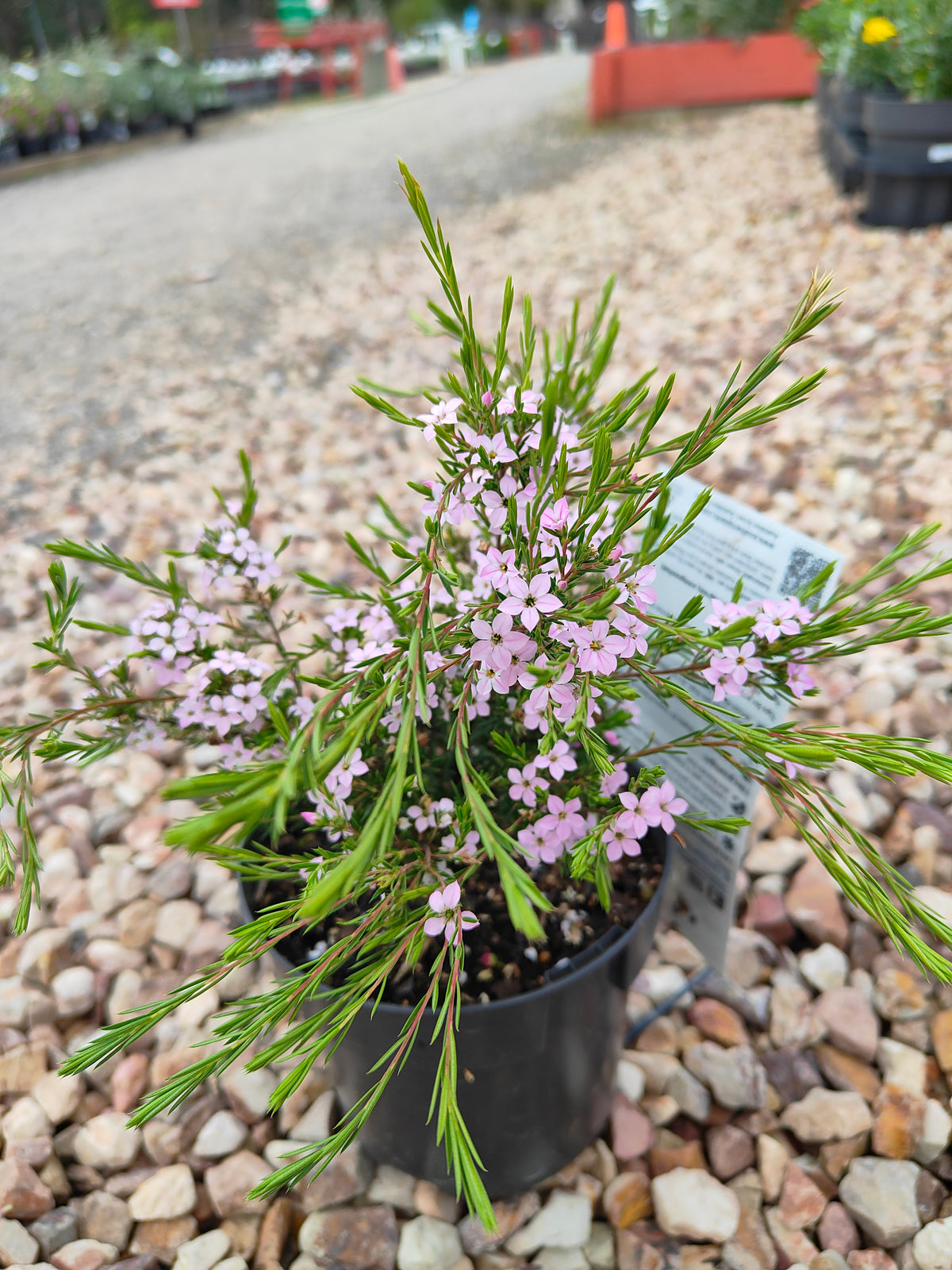 PL0014 Dwarf Diosma, Dwarf Breath of Heaven, Dwarf Confetti Bush, Coleonema pulchellum Compacta 紧凑型美丽柠檬香灌木, 矮生迪奥斯玛、矮生天堂之息、矮生彩纸灌木 Pot Sizes: 7 cm, 14 cm, 20 cm