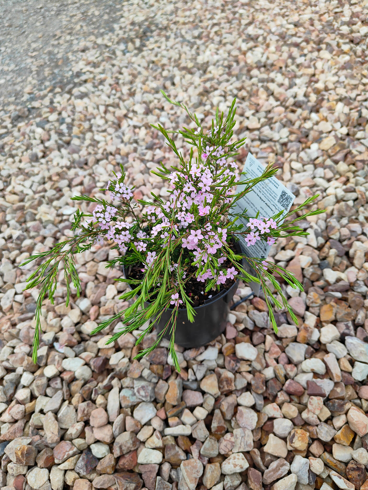 PL0014 Dwarf Diosma, Dwarf Breath of Heaven, Dwarf Confetti Bush, Coleonema pulchellum Compacta 紧凑型美丽柠檬香灌木, 矮生迪奥斯玛、矮生天堂之息、矮生彩纸灌木 Pot Sizes: 7 cm, 14 cm, 20 cm