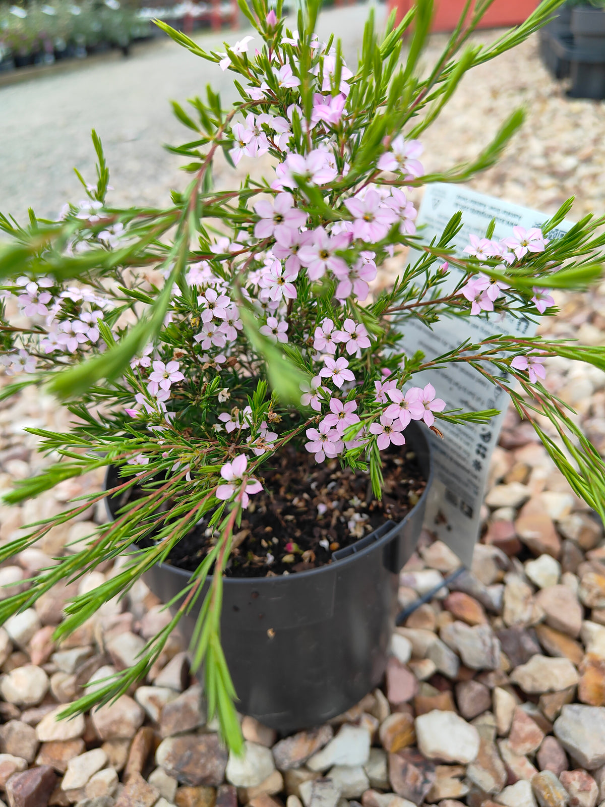 PL0014 Dwarf Diosma, Dwarf Breath of Heaven, Dwarf Confetti Bush, Coleonema pulchellum Compacta 紧凑型美丽柠檬香灌木, 矮生迪奥斯玛、矮生天堂之息、矮生彩纸灌木 Pot Sizes: 7 cm, 14 cm, 20 cm