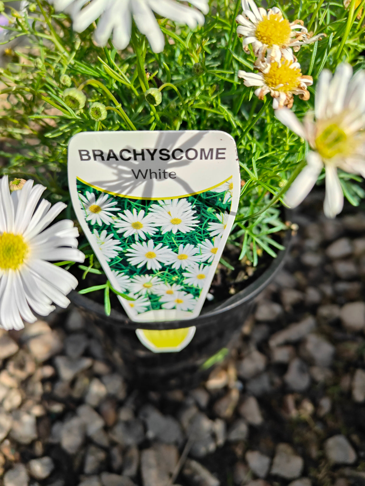 PL008 Swan River Daisy, Brachyscome iberidifolia, 伊比利叶短舌菊, 白色天鹅河雏菊, 14 cm pot
