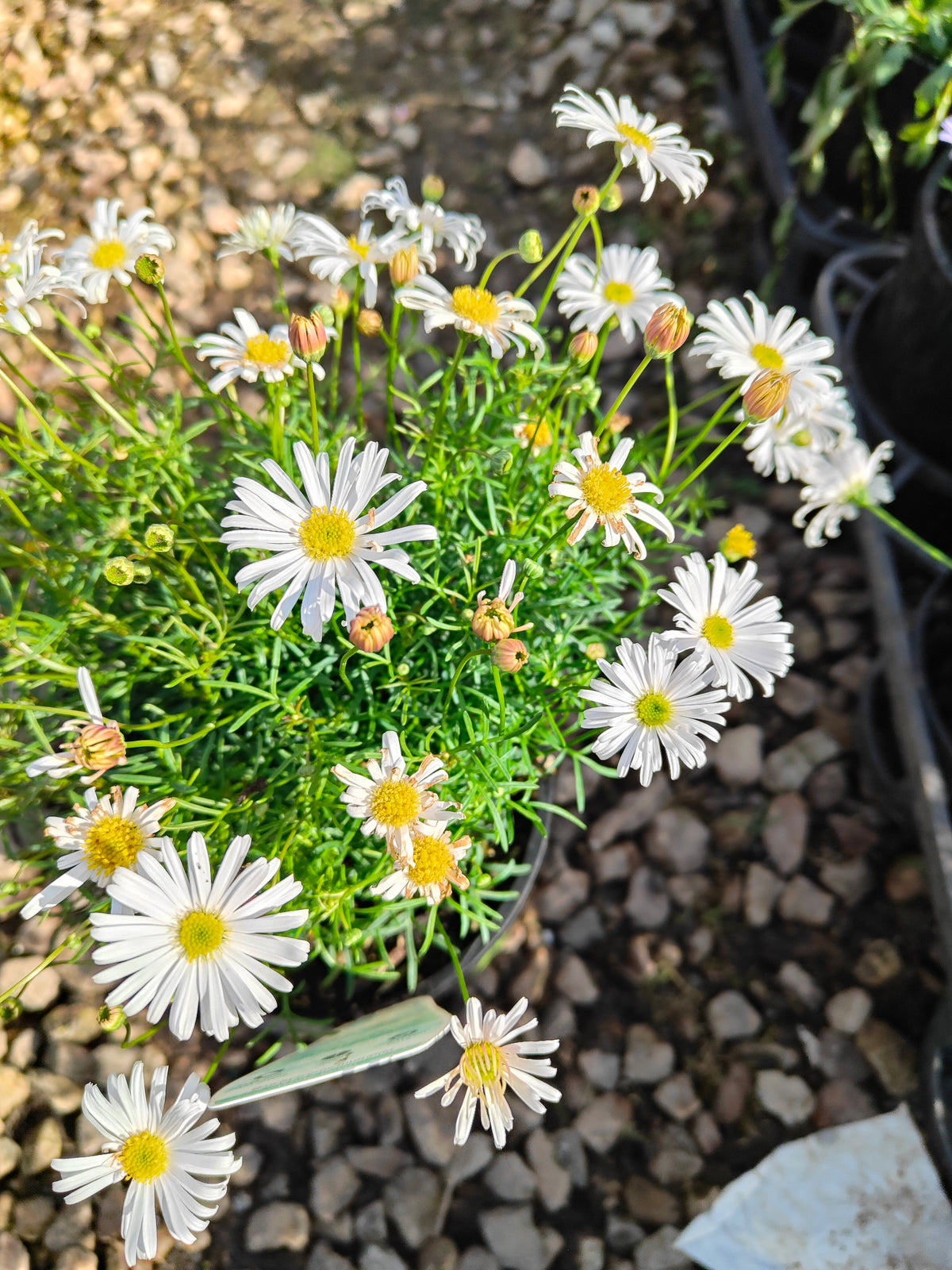 PL008 Swan River Daisy, Brachyscome iberidifolia, 伊比利叶短舌菊, 白色天鹅河雏菊, 14 cm pot