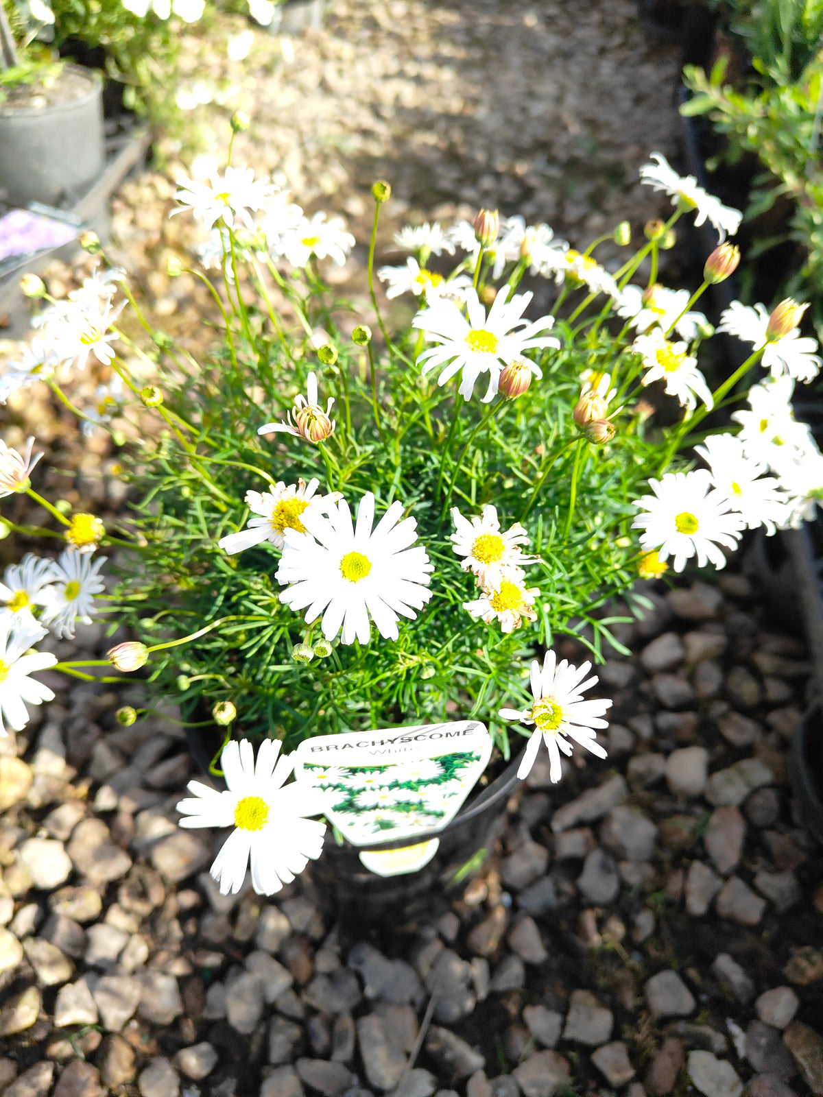PL008 Swan River Daisy, Brachyscome iberidifolia, 伊比利叶短舌菊, 白色天鹅河雏菊, 14 cm pot
