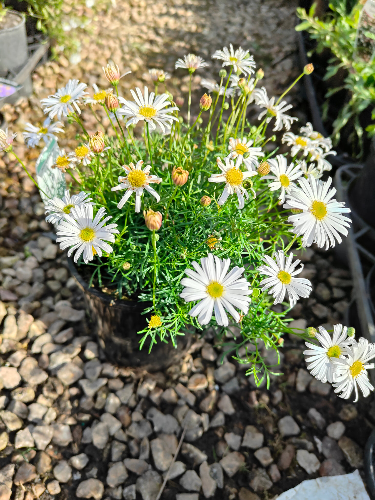 PL008 Swan River Daisy, Brachyscome iberidifolia, 伊比利叶短舌菊, 白色天鹅河雏菊, 14 cm pot