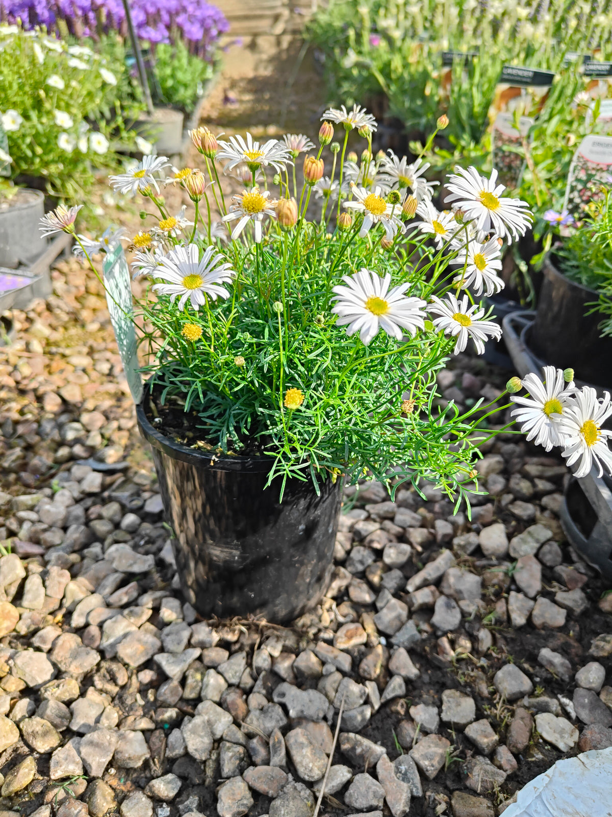 PL008 Swan River Daisy, Brachyscome iberidifolia, 伊比利叶短舌菊, 白色天鹅河雏菊, 14 cm pot
