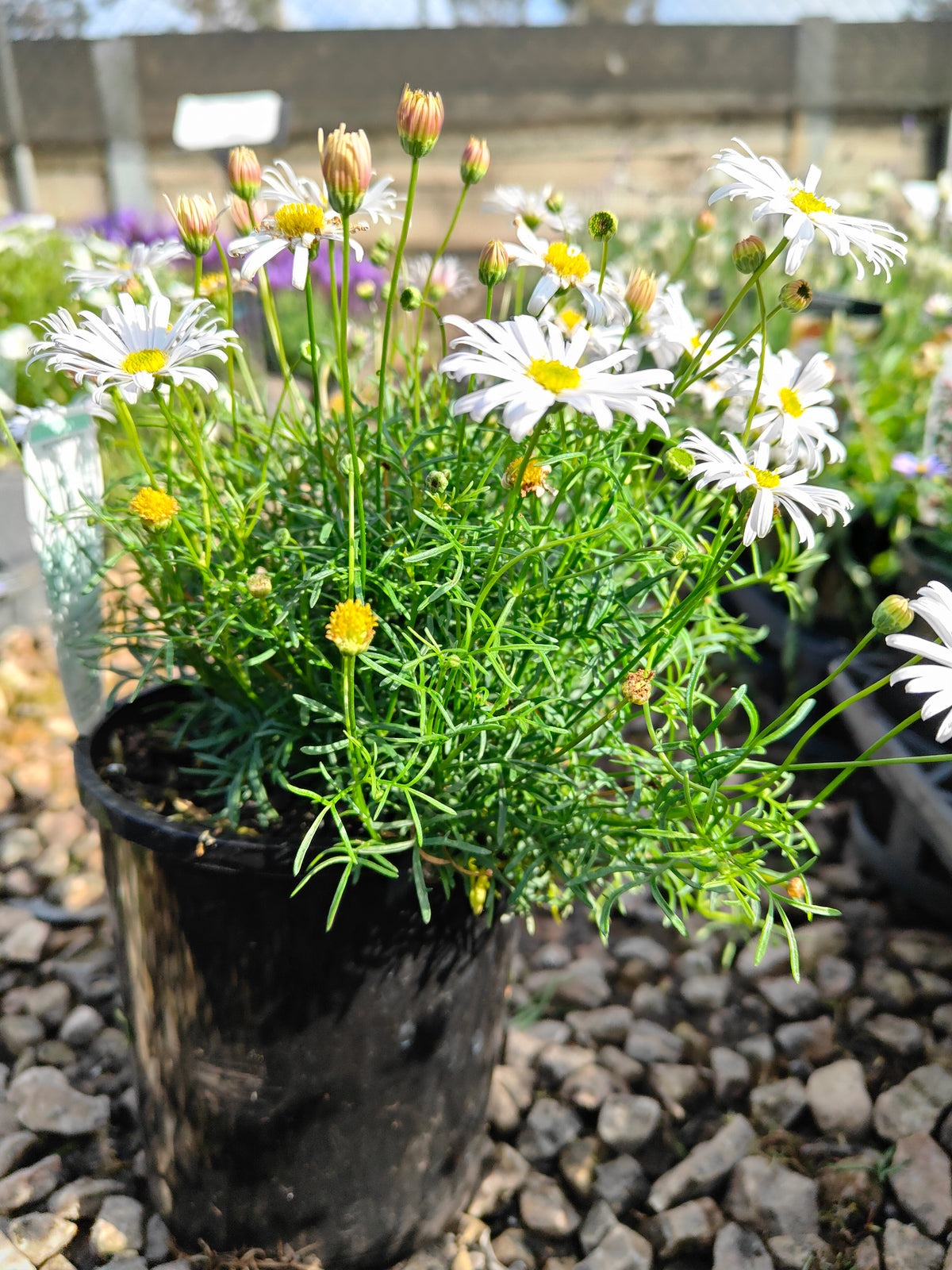 PL008 Swan River Daisy, Brachyscome iberidifolia, 伊比利叶短舌菊, 白色天鹅河雏菊, 14 cm pot