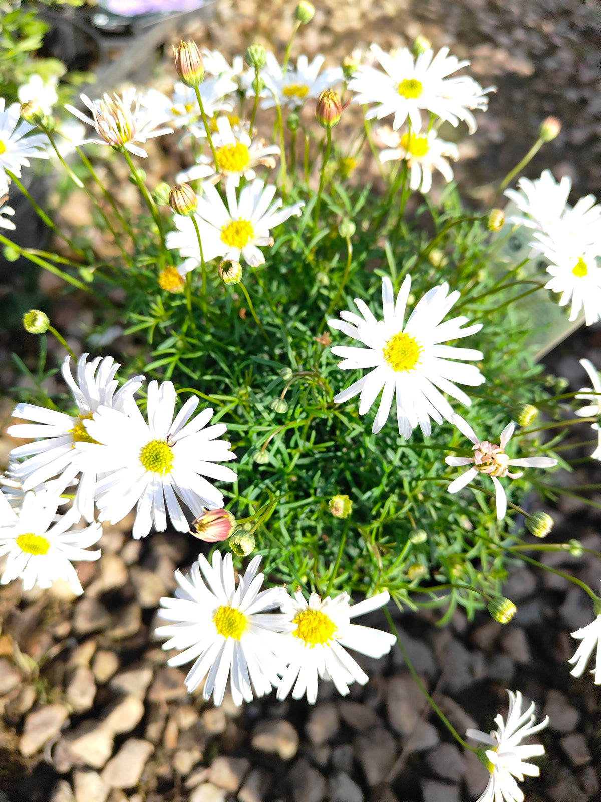 PL008 Swan River Daisy, Brachyscome iberidifolia, 伊比利叶短舌菊, 白色天鹅河雏菊, 14 cm pot