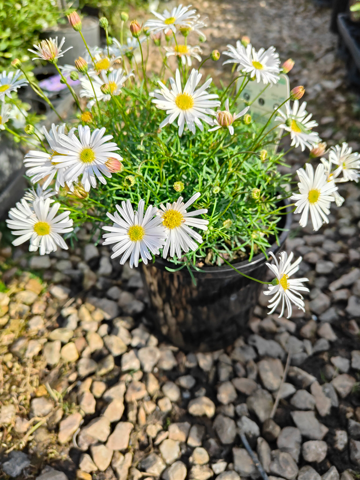 PL008 Swan River Daisy, Brachyscome iberidifolia, 伊比利叶短舌菊, 白色天鹅河雏菊, 14 cm pot