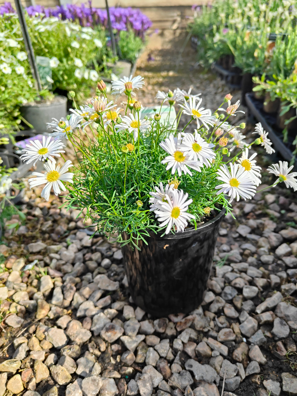 PL008 Swan River Daisy, Brachyscome iberidifolia, 伊比利叶短舌菊, 白色天鹅河雏菊, 14 cm pot