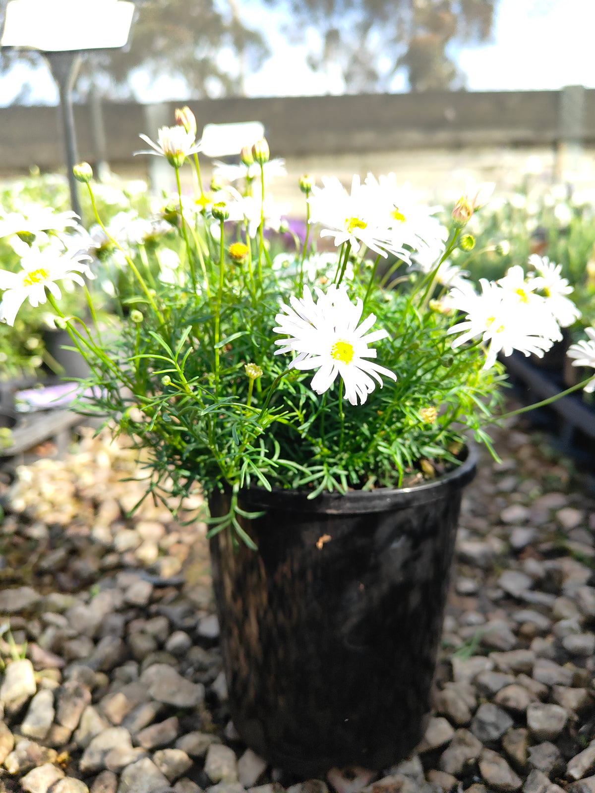 PL008 Swan River Daisy, Brachyscome iberidifolia, 伊比利叶短舌菊, 白色天鹅河雏菊, 14 cm pot
