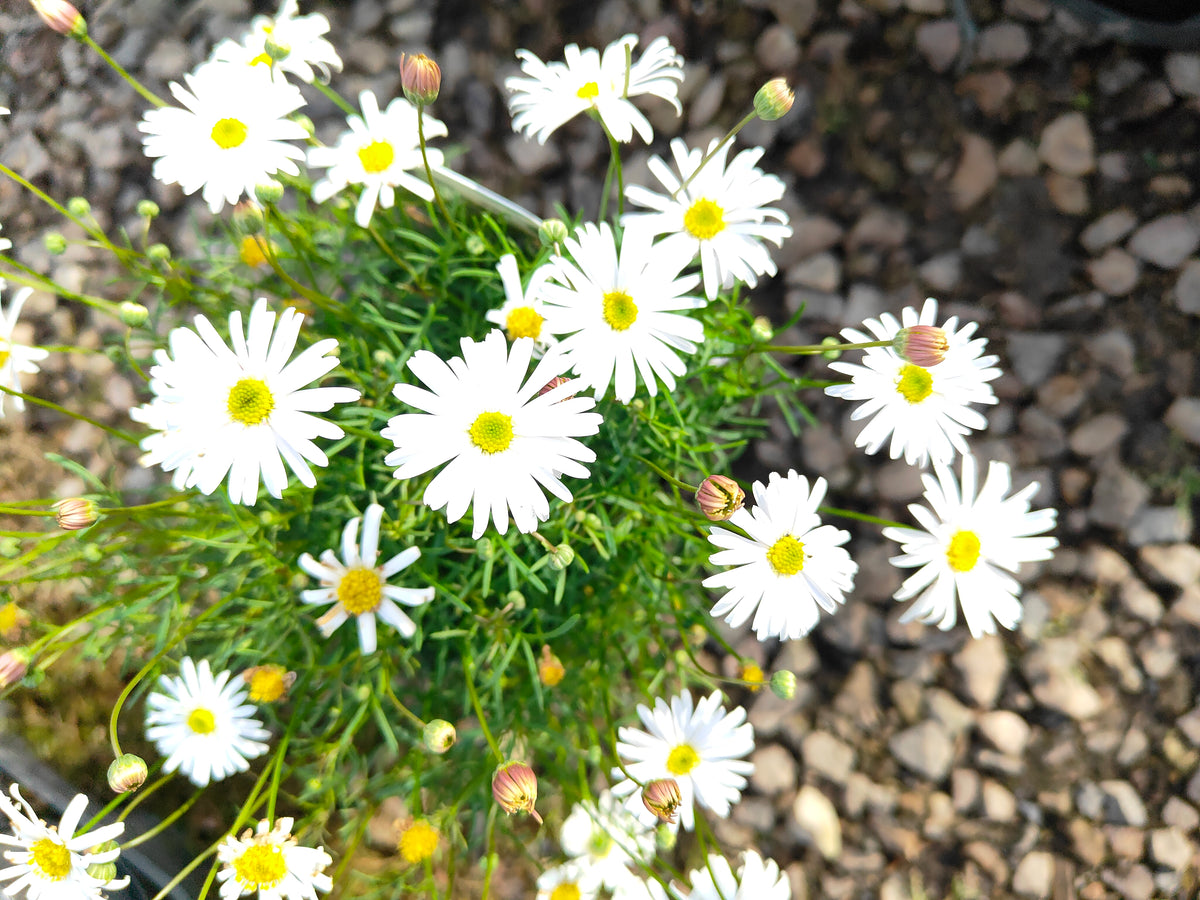 PL008 Swan River Daisy, Brachyscome iberidifolia, 伊比利叶短舌菊, 白色天鹅河雏菊, 14 cm pot