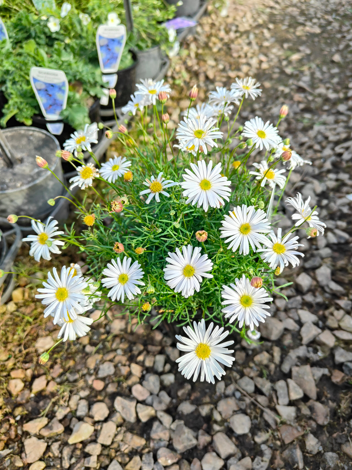 PL008 Swan River Daisy, Brachyscome iberidifolia, 伊比利叶短舌菊, 白色天鹅河雏菊, 14 cm pot