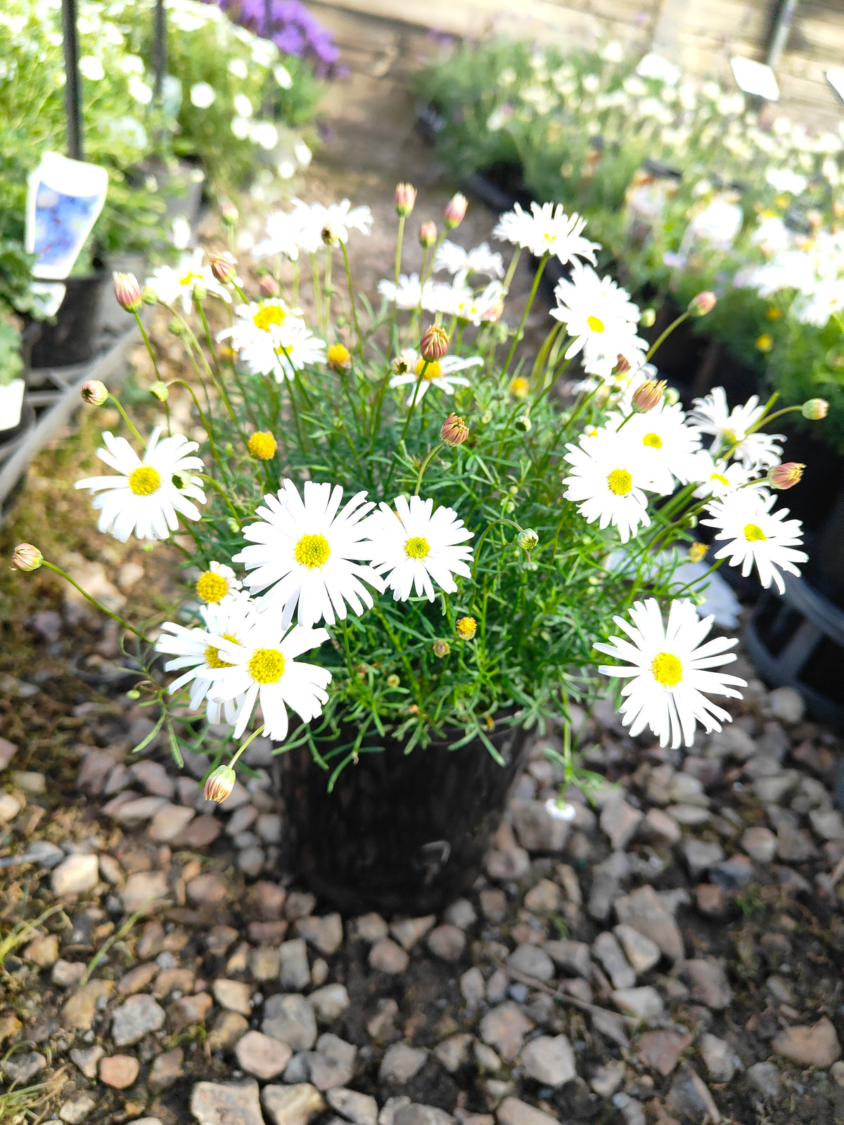 PL008 Swan River Daisy, Brachyscome iberidifolia, 伊比利叶短舌菊, 白色天鹅河雏菊, 14 cm pot