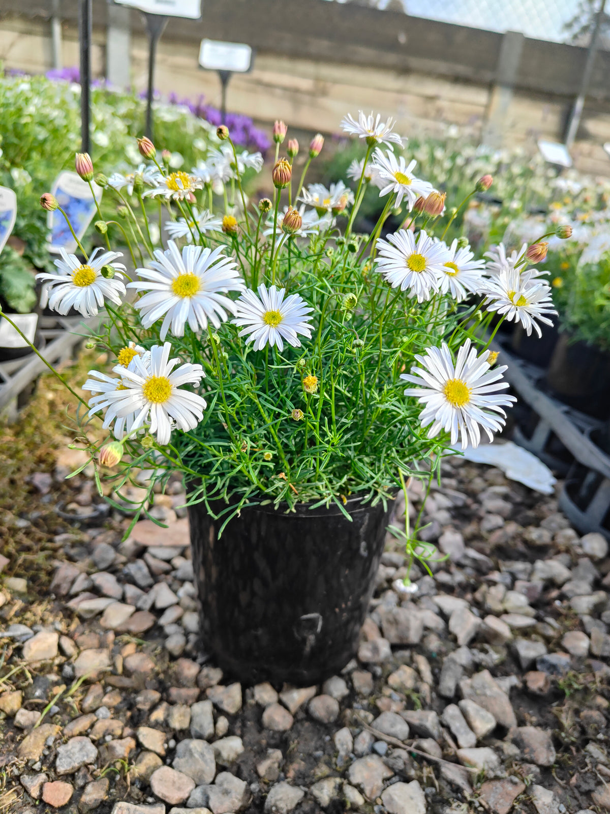 PL008 Swan River Daisy, Brachyscome iberidifolia, 伊比利叶短舌菊, 白色天鹅河雏菊, 14 cm pot