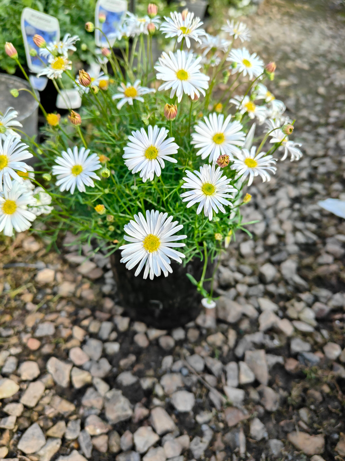 PL008 Swan River Daisy, Brachyscome iberidifolia, 伊比利叶短舌菊, 白色天鹅河雏菊, 14 cm pot