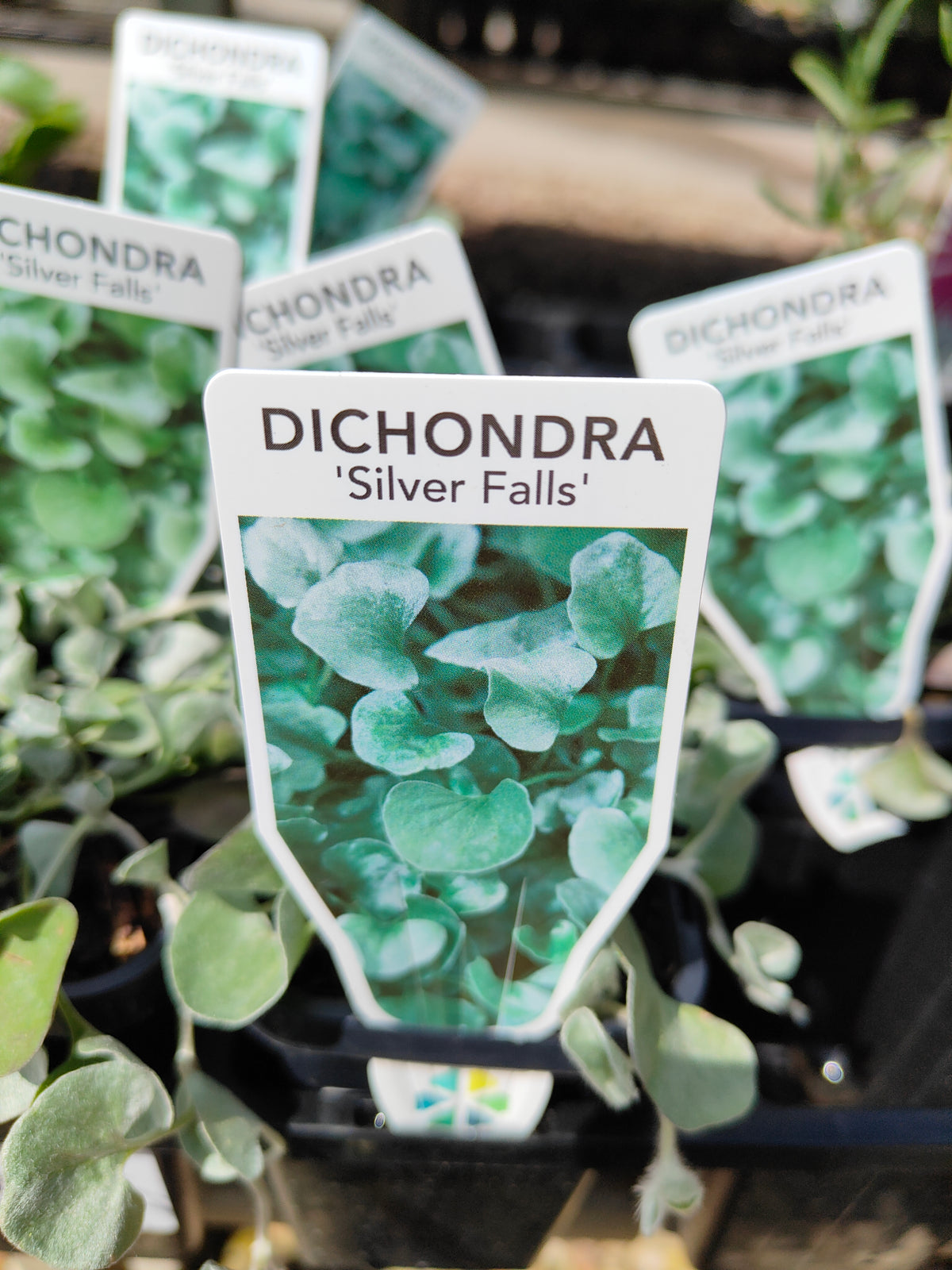 PL0065 Silver Kidney Weed, Silver Kidney Grass, Dichondra argentea Silver Falls, 银叶马蹄金、银叶肾形草, 14 cm Pot