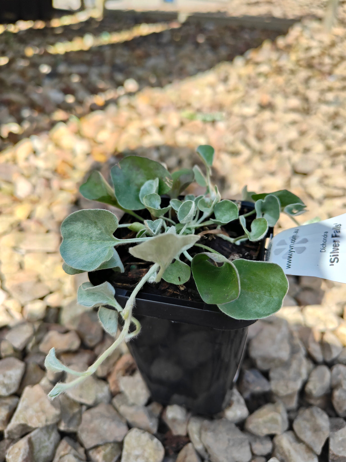 PL0065 Silver Kidney Weed, Silver Kidney Grass, Dichondra argentea Silver Falls, 银叶马蹄金、银叶肾形草, 14 cm Pot