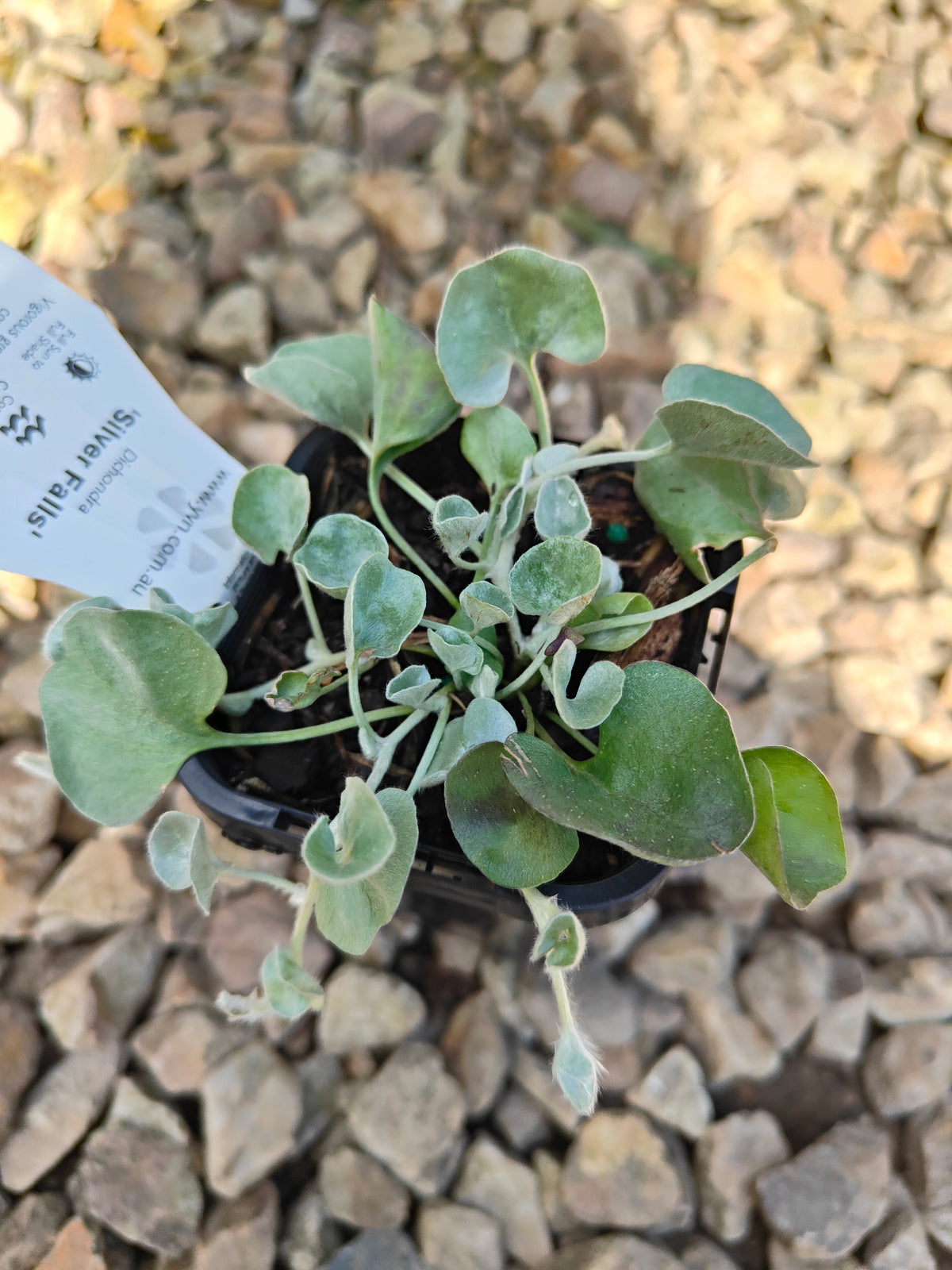 PL0065 Silver Kidney Weed, Silver Kidney Grass, Dichondra argentea Silver Falls, 银叶马蹄金、银叶肾形草, 14 cm Pot