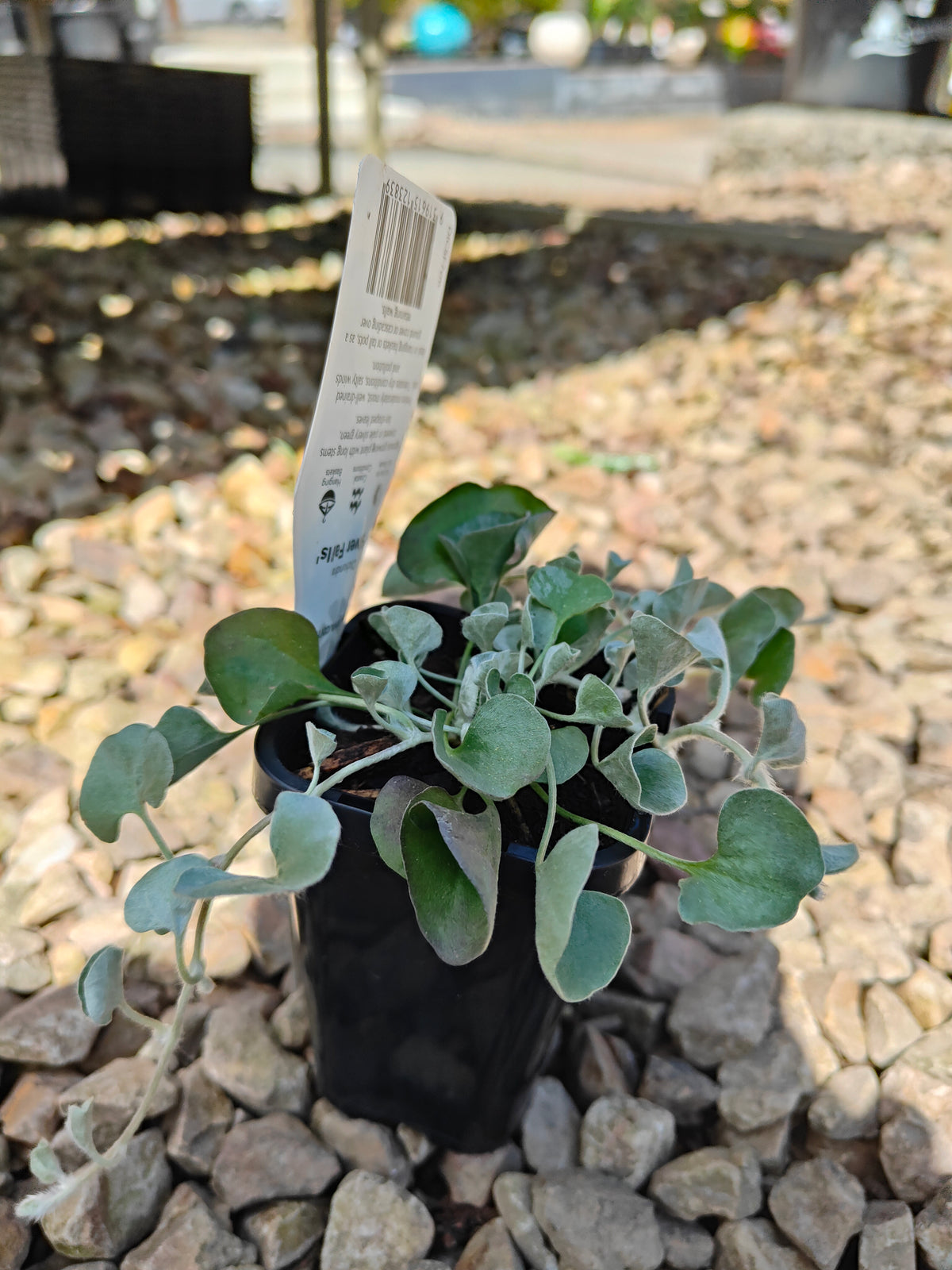 PL0065 Silver Kidney Weed, Silver Kidney Grass, Dichondra argentea Silver Falls, 银叶马蹄金、银叶肾形草, 14 cm Pot