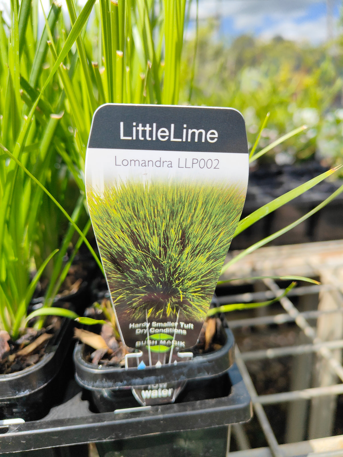PL0064 Mat Rush, Lomandra confertifolia Echidna Grass, 澳洲草灯心草, 14 cm Pot