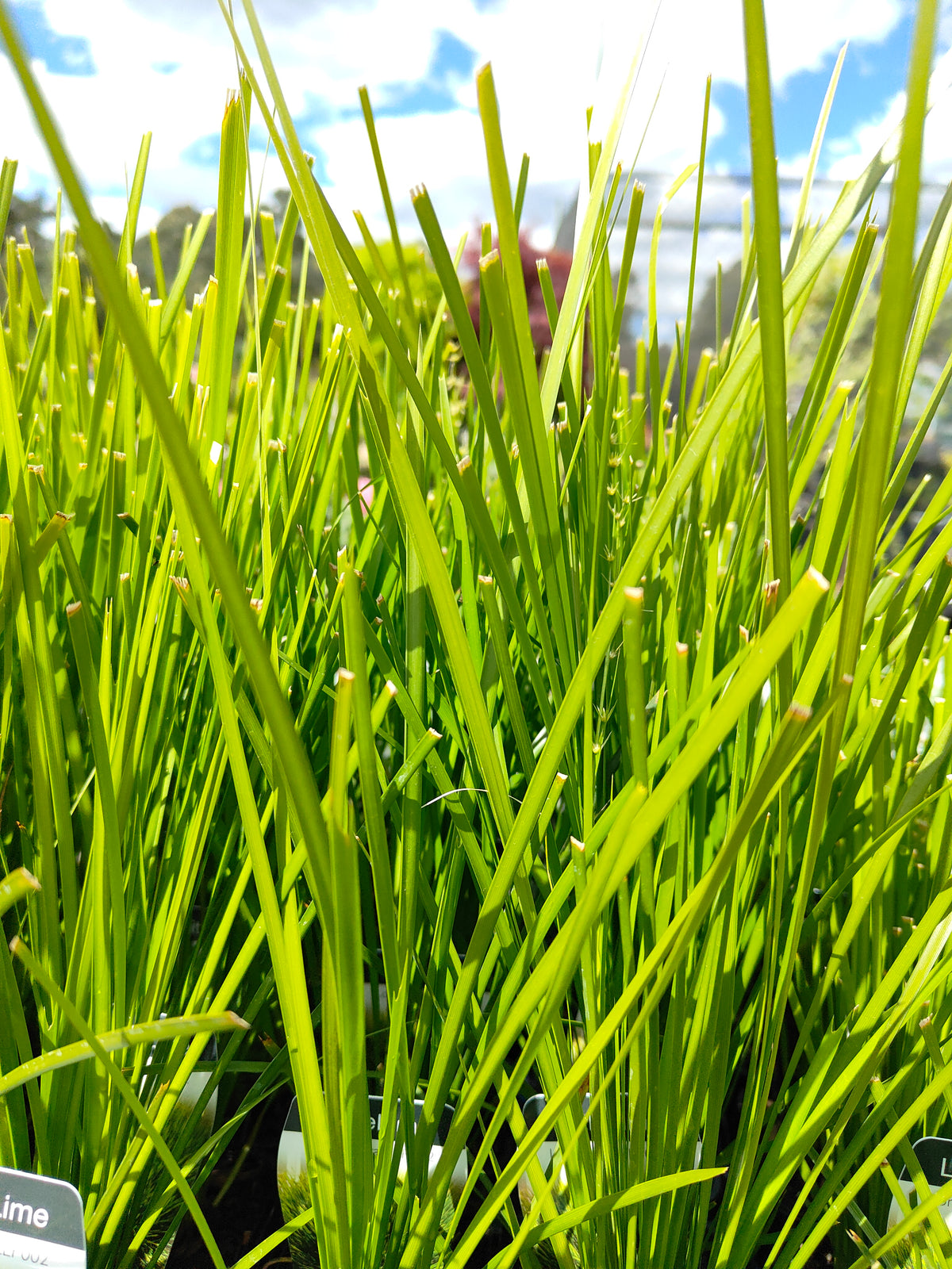 PL0064 Mat Rush, Lomandra confertifolia Echidna Grass, 澳洲草灯心草, 14 cm Pot
