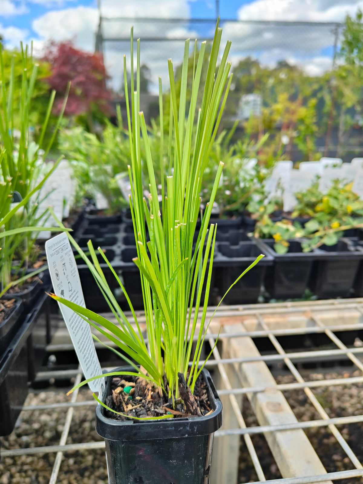 PL0064 Mat Rush, Lomandra confertifolia Echidna Grass, 澳洲草灯心草, 14 cm Pot