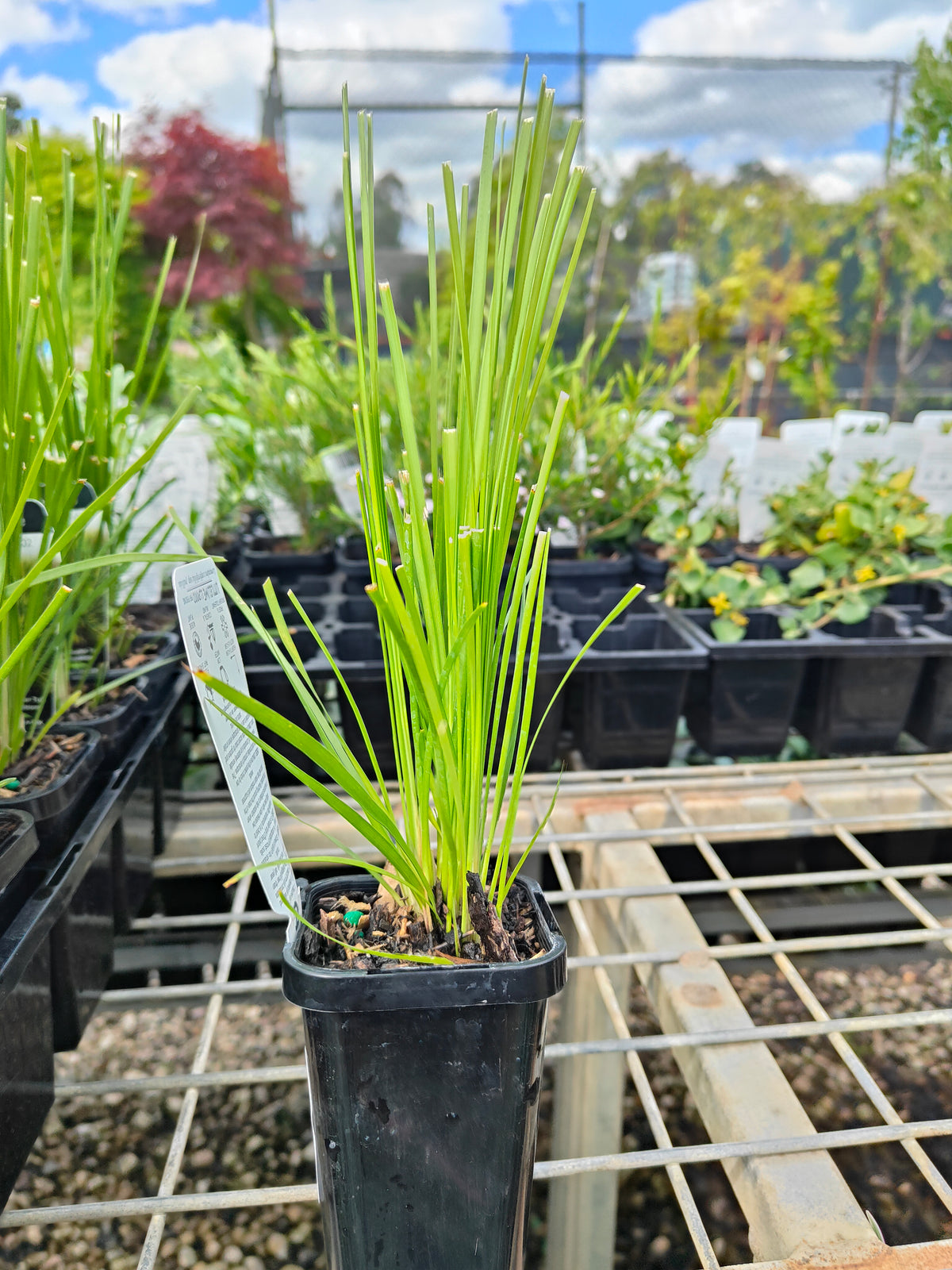 PL0064 Mat Rush, Lomandra confertifolia Echidna Grass, 澳洲草灯心草, 14 cm Pot