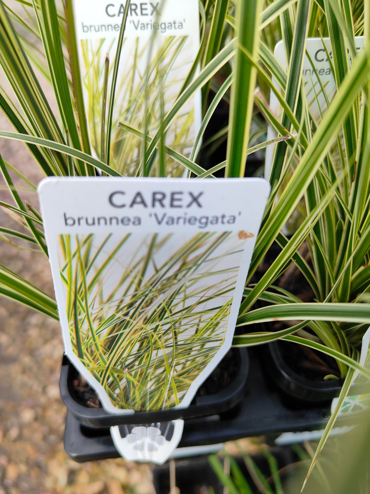 PL0063 Variegated Golden Edged Sedge, Variegated Sedge, Carex brunnea Variegata, 金边斑叶莎草、斑叶莎草, 7 cm Pot