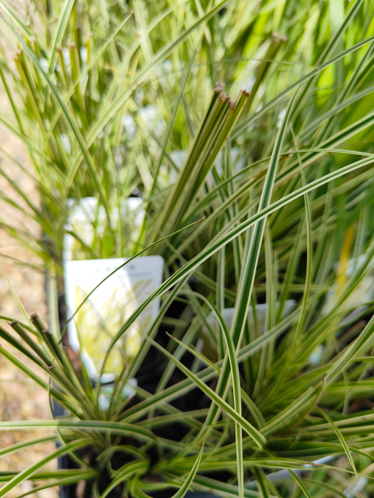 PL0063 Variegated Golden Edged Sedge, Variegated Sedge, Carex brunnea Variegata, 金边斑叶莎草、斑叶莎草, 7 cm Pot
