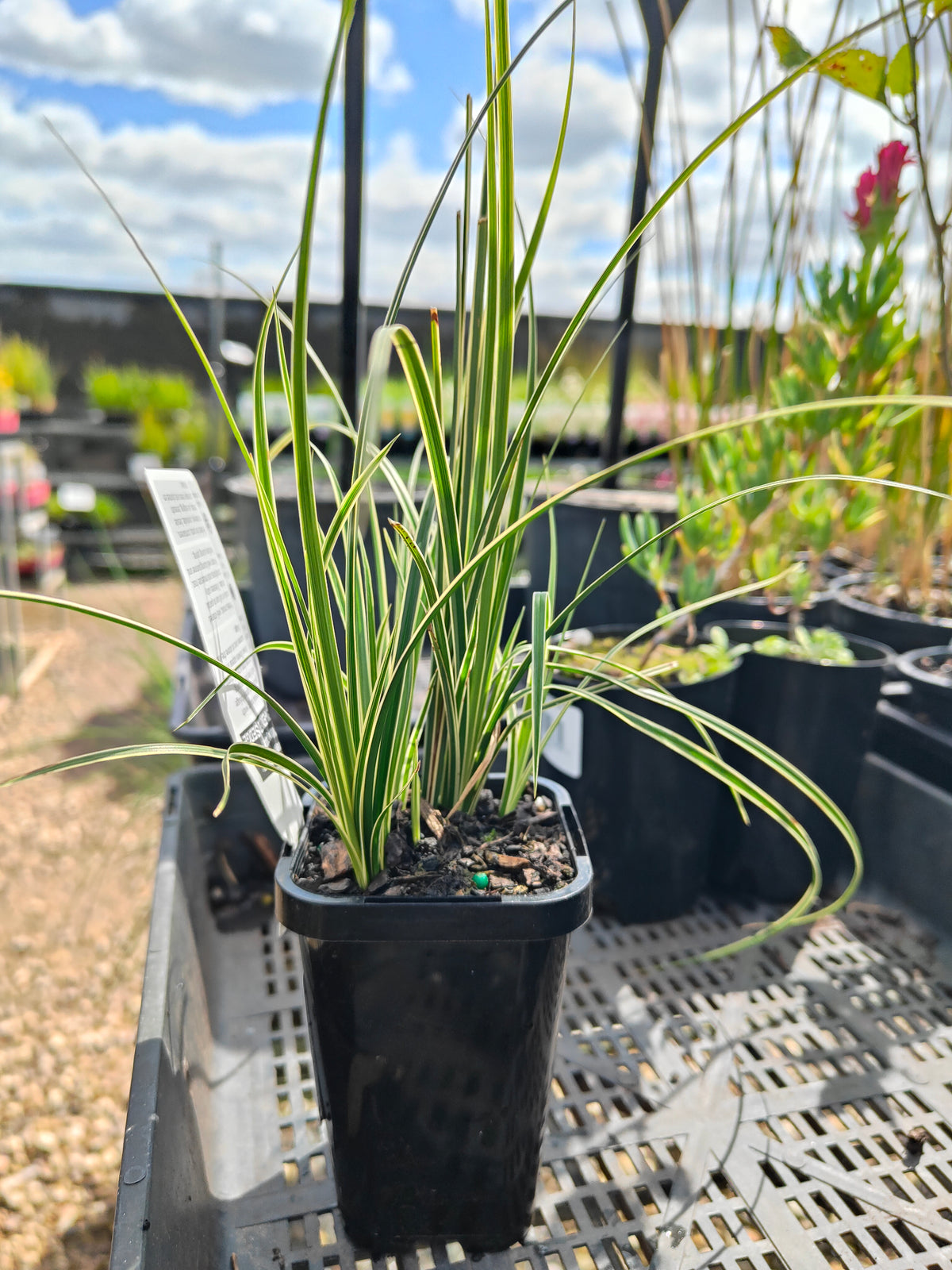 PL0063 Variegated Golden Edged Sedge, Variegated Sedge, Carex brunnea Variegata, 金边斑叶莎草、斑叶莎草, 7 cm Pot